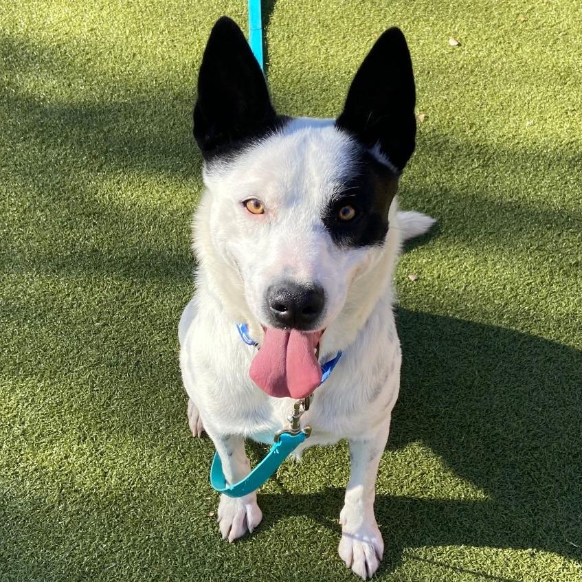 Panda, a Adoptable mixed breed in Albuquerque, NM image 2/6