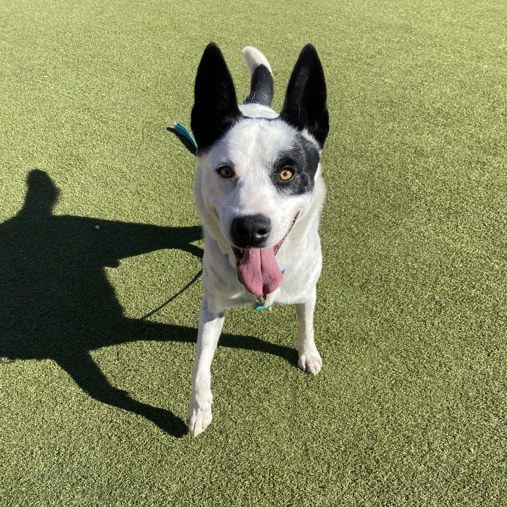 Panda, a Adoptable mixed breed in Albuquerque, NM image 3/6