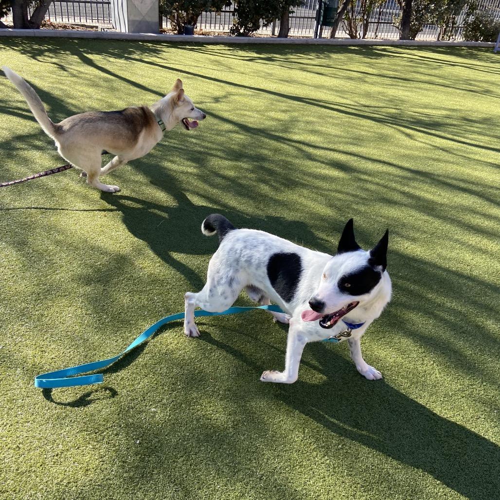 Panda, a Adoptable mixed breed in Albuquerque, NM image 4/6