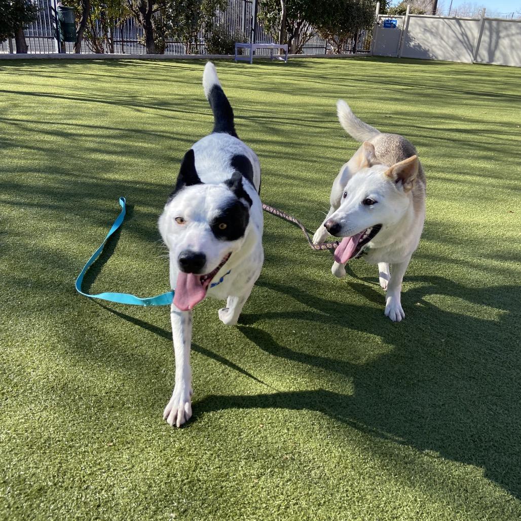 Panda, a Adoptable mixed breed in Albuquerque, NM image 6/6