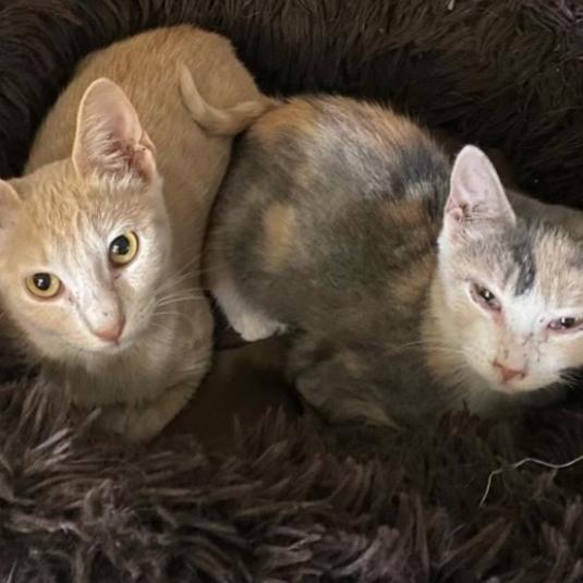 Enlarge Biscuit, a Adoptable Domestic Short Hair in SAN ANTONIO, TX image 1/3