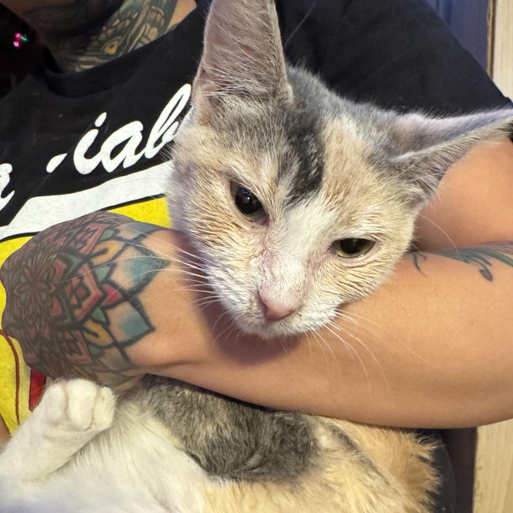 Enlarge Biscuit, a Adoptable Domestic Short Hair in SAN ANTONIO, TX image 2/3