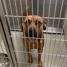 Rowlf, Adoptable, Senior Male Pit Bull Terrier.