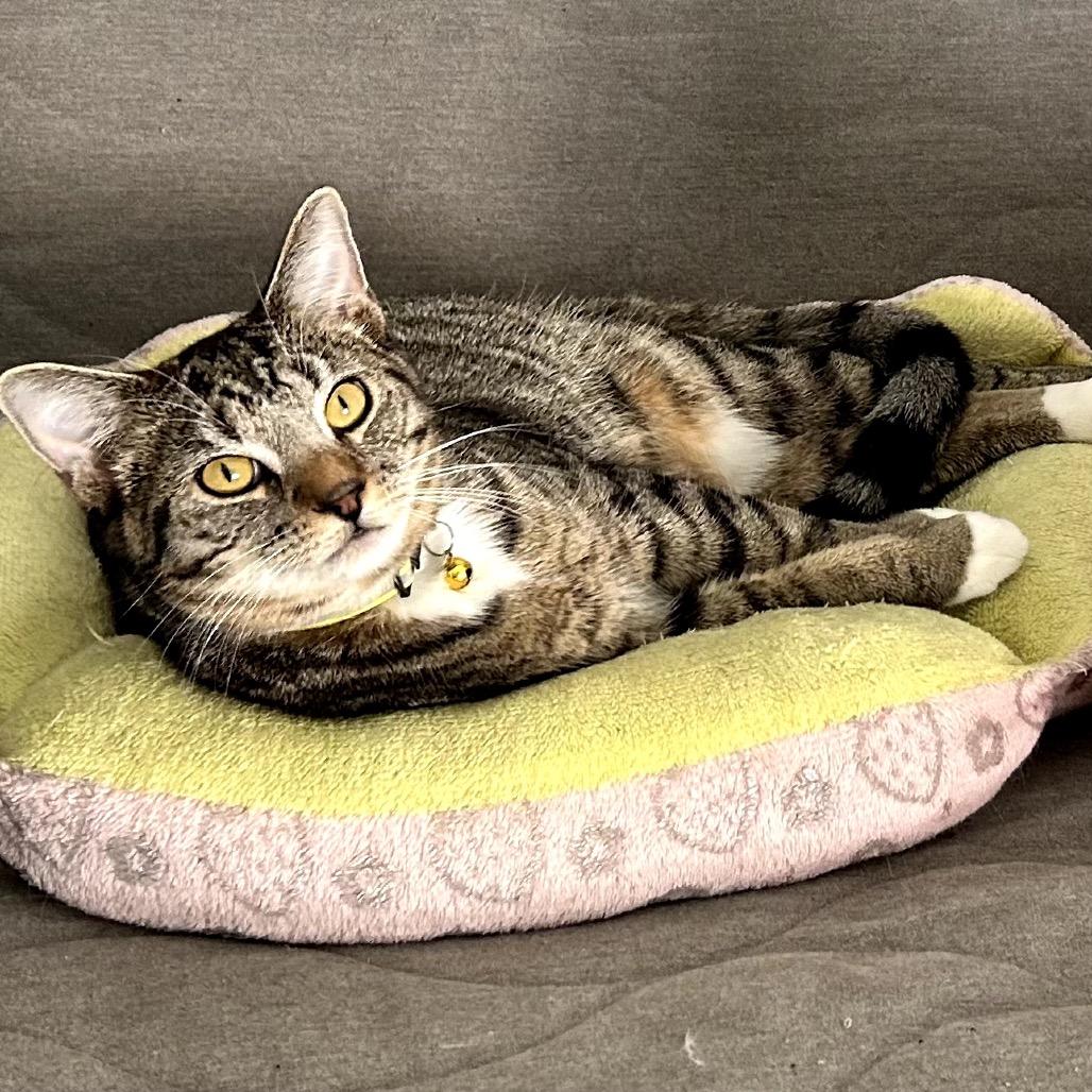 Stitch, Adoptable, Young Male Domestic Short Hair.