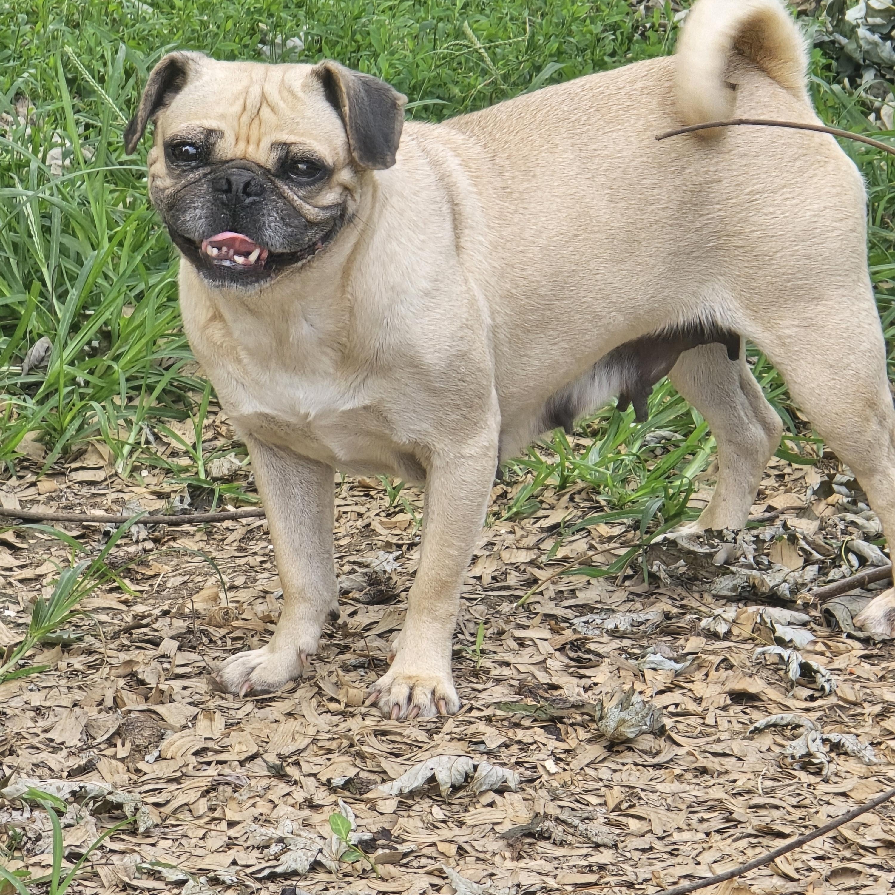 Polly, ADOPTABLE, Adult Female Pug.