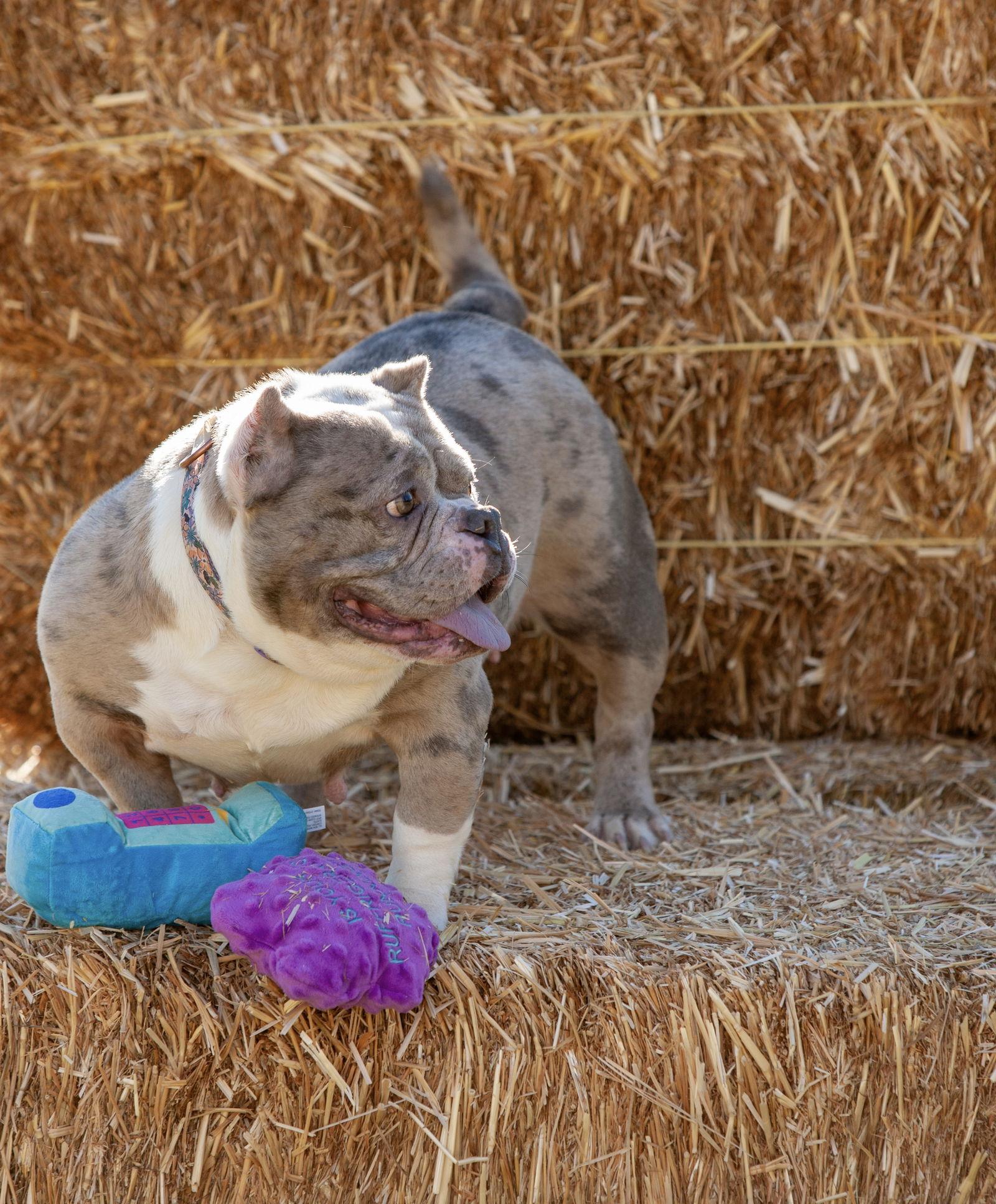 Enlarge Macy Mae, a Adoptable mixed breed in Rancho Cucamonga, CA image 1/3