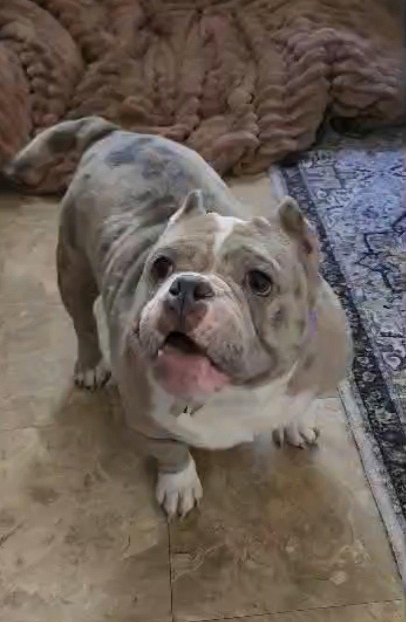 Macy Mae, Adoptable, Adult Female Staffordshire Bull Terrier & English Bulldog.