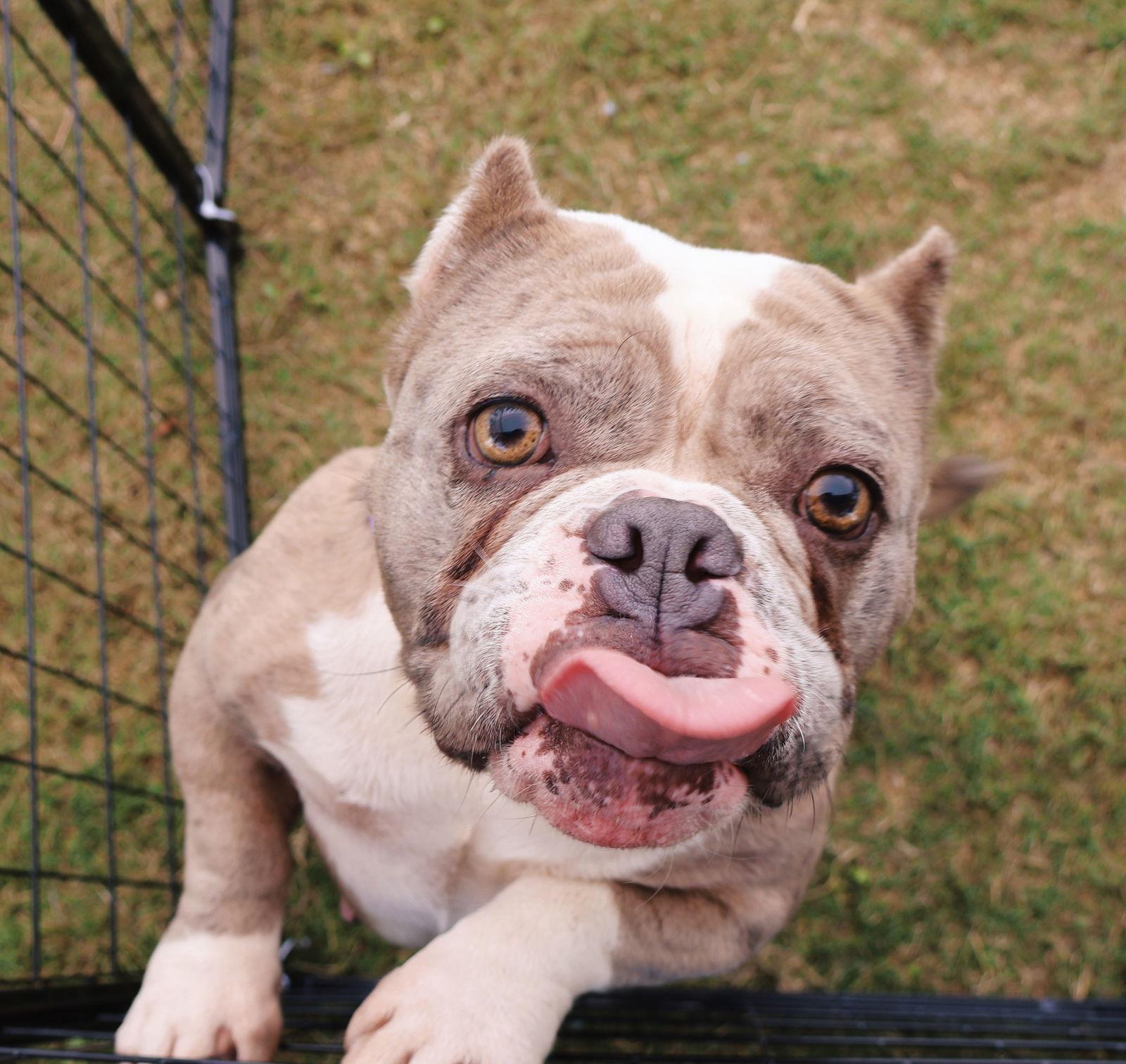 Macy Mae, a Adoptable mixed breed in Rancho Cucamonga, CA image 1/3