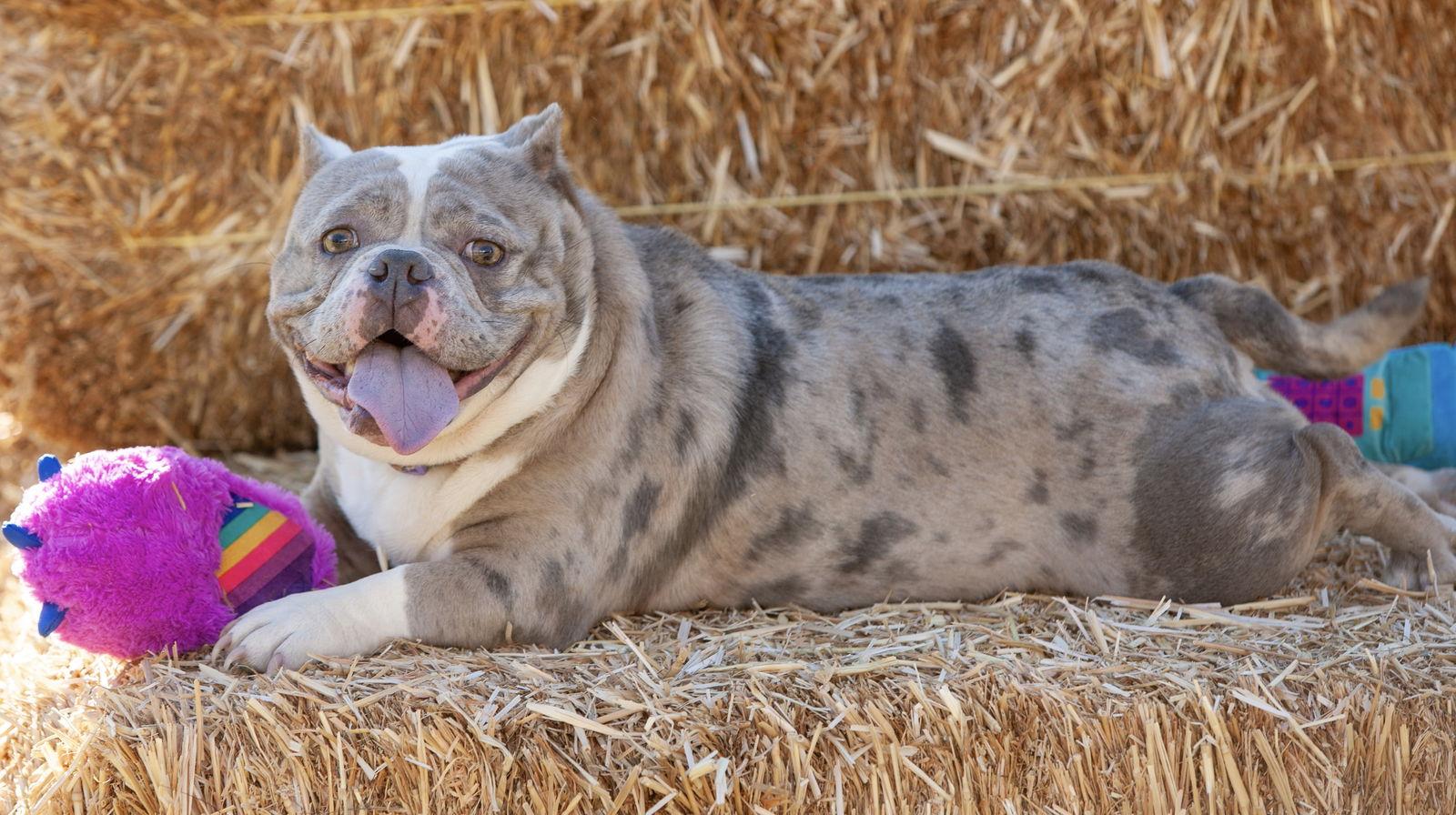 Enlarge Macy Mae, a Adoptable mixed breed in Rancho Cucamonga, CA image 2/3