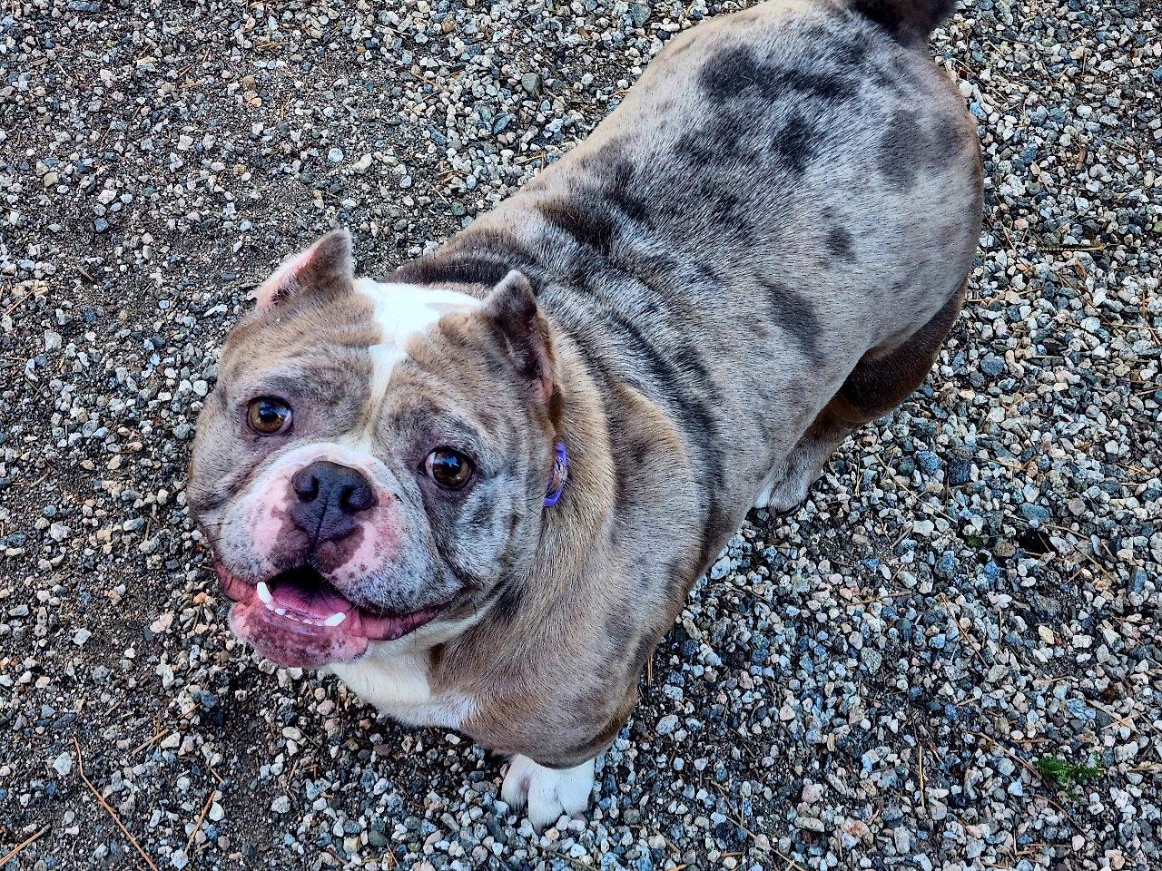 Enlarge Macy Mae, a Adoptable mixed breed in Rancho Cucamonga, CA image 3/3