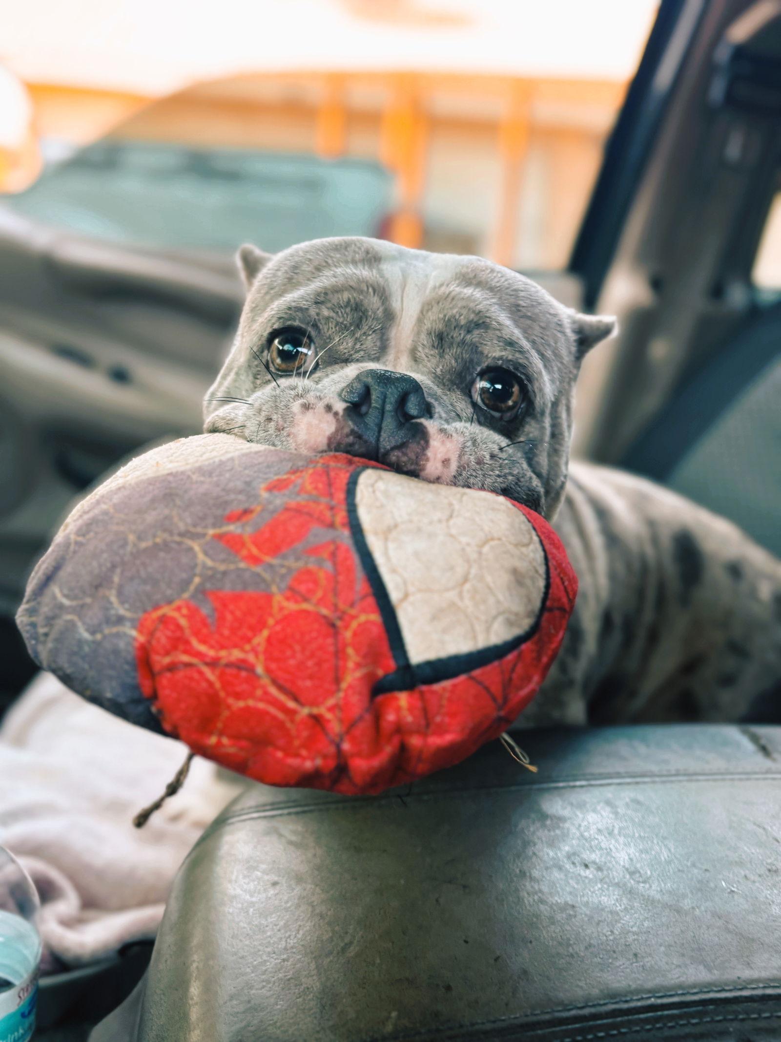 Macy Mae, a Adoptable mixed breed in Rancho Cucamonga, CA image 2/3