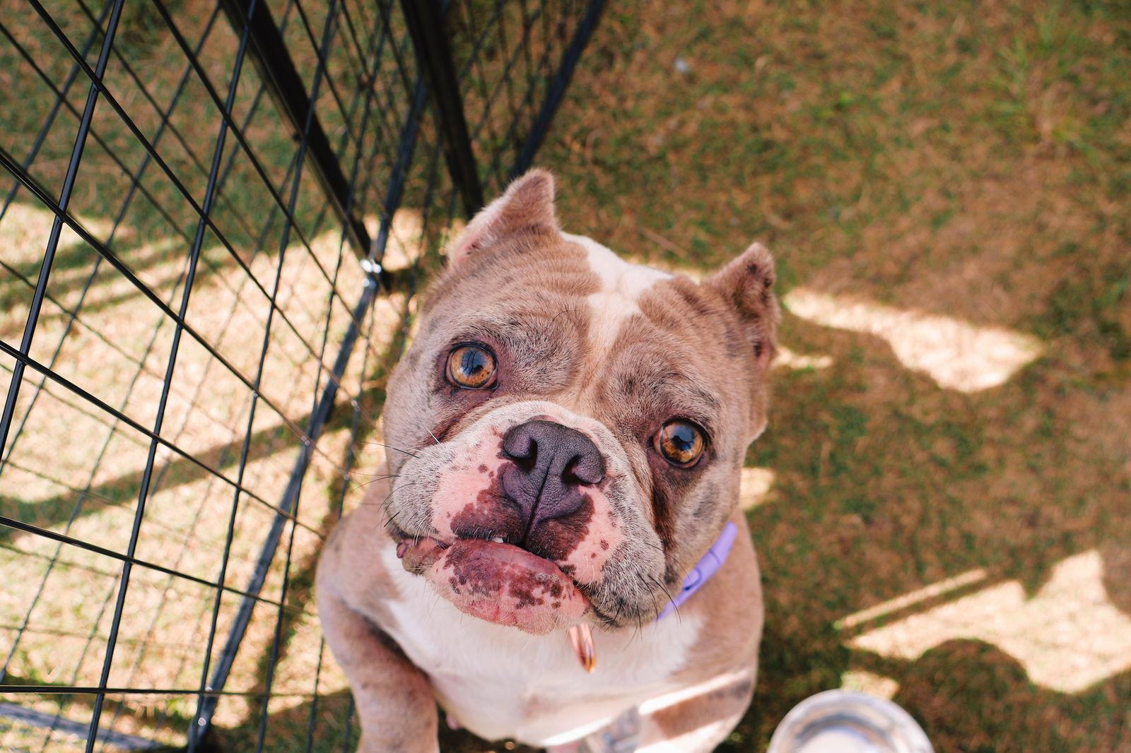 Macy Mae, a Adoptable mixed breed in Rancho Cucamonga, CA image 3/3