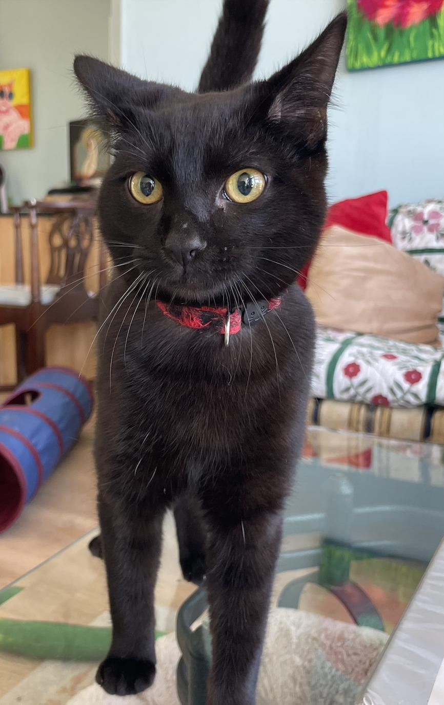Tequila, a ADOPTABLE Domestic Short Hair in Fulton, NY image 4/4