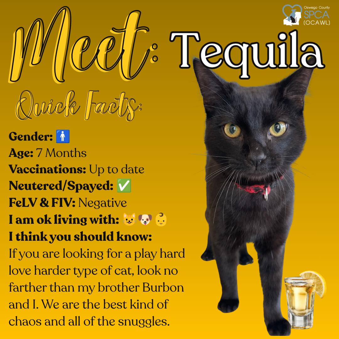 Tequila, a ADOPTABLE Domestic Short Hair in Fulton, NY image 1/4