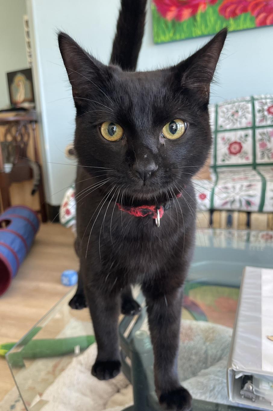 Tequila, a ADOPTABLE Domestic Short Hair in Fulton, NY image 3/4