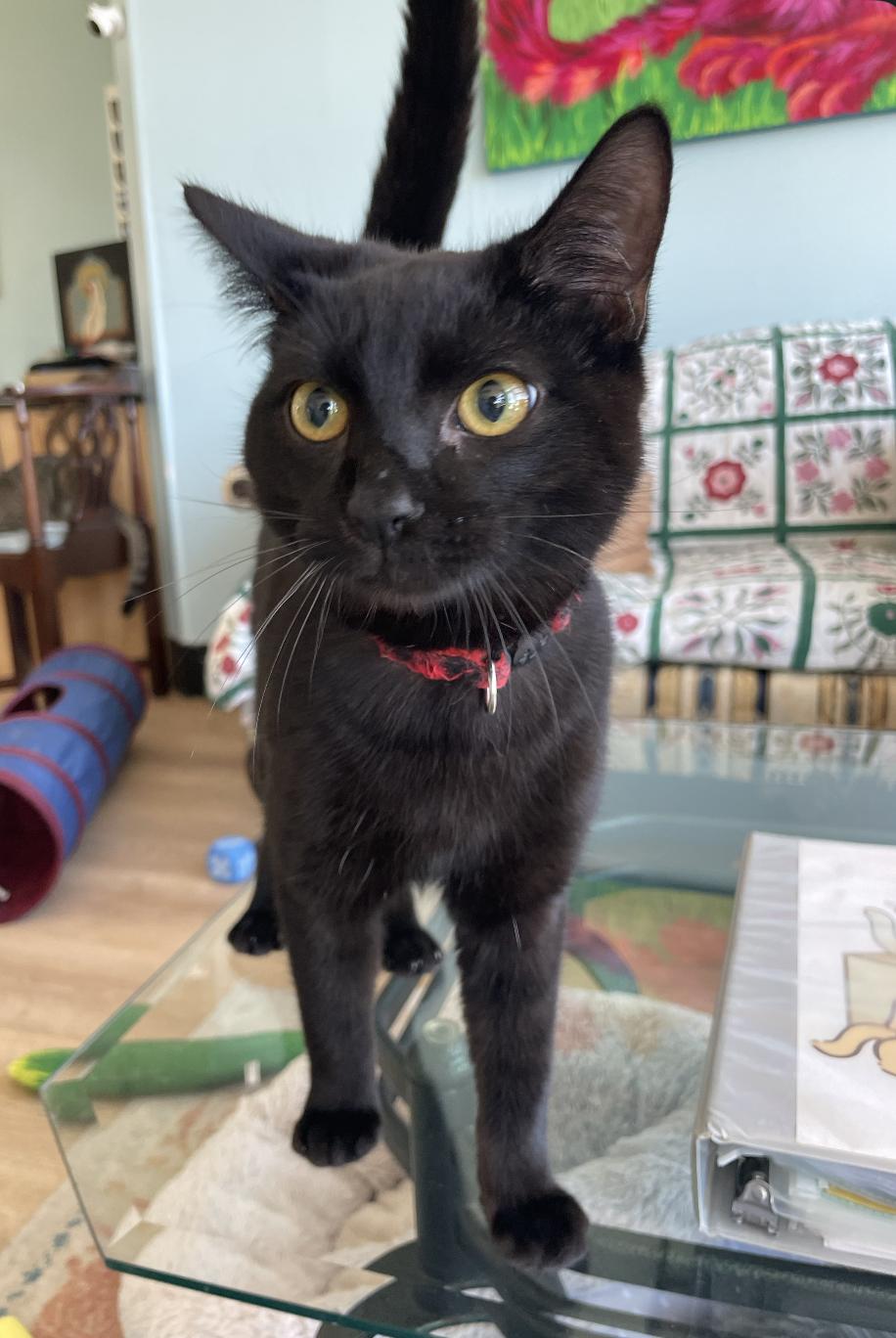 Tequila, a ADOPTABLE Domestic Short Hair in Fulton, NY image 2/4