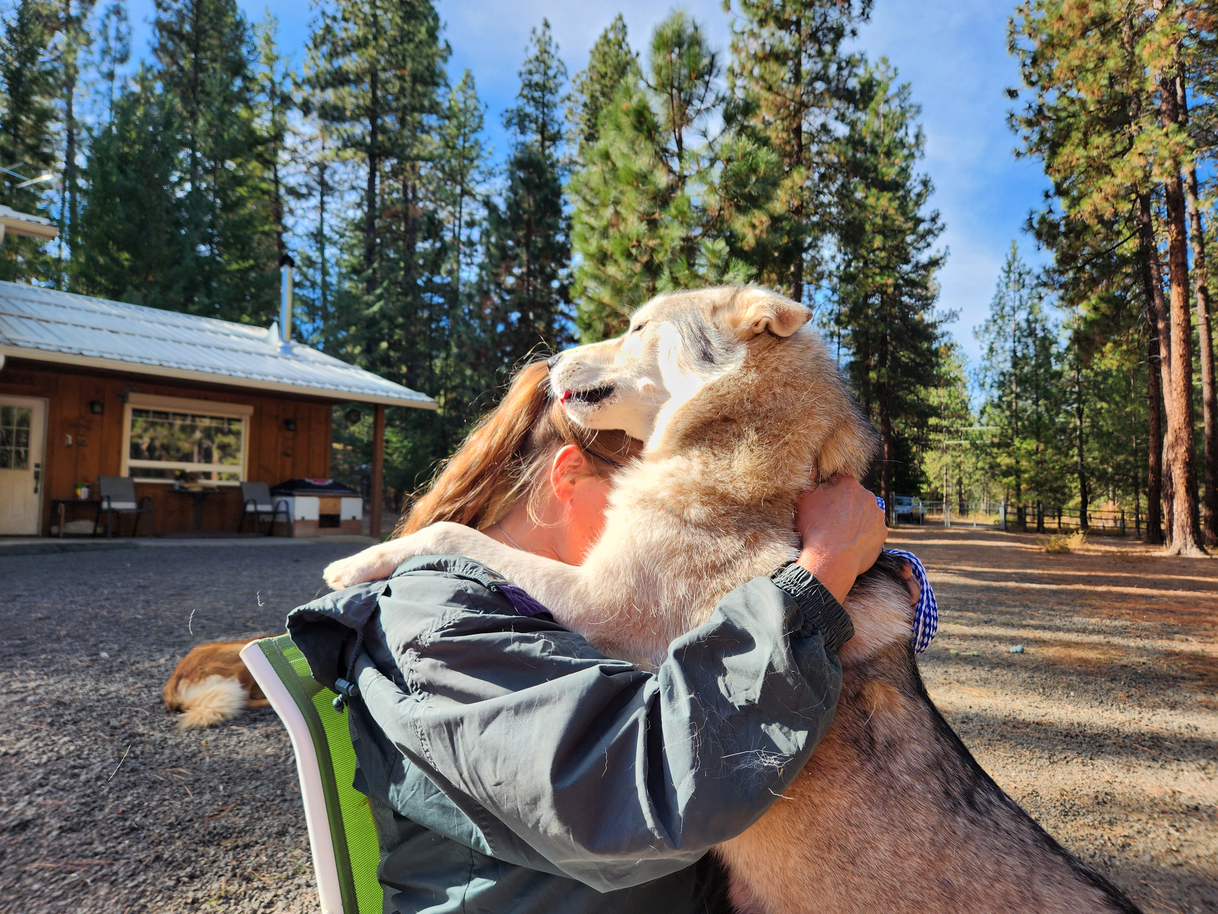 Bradley, an adoptable Husky in Goldendale, WA, 98620 | Photo Image 4