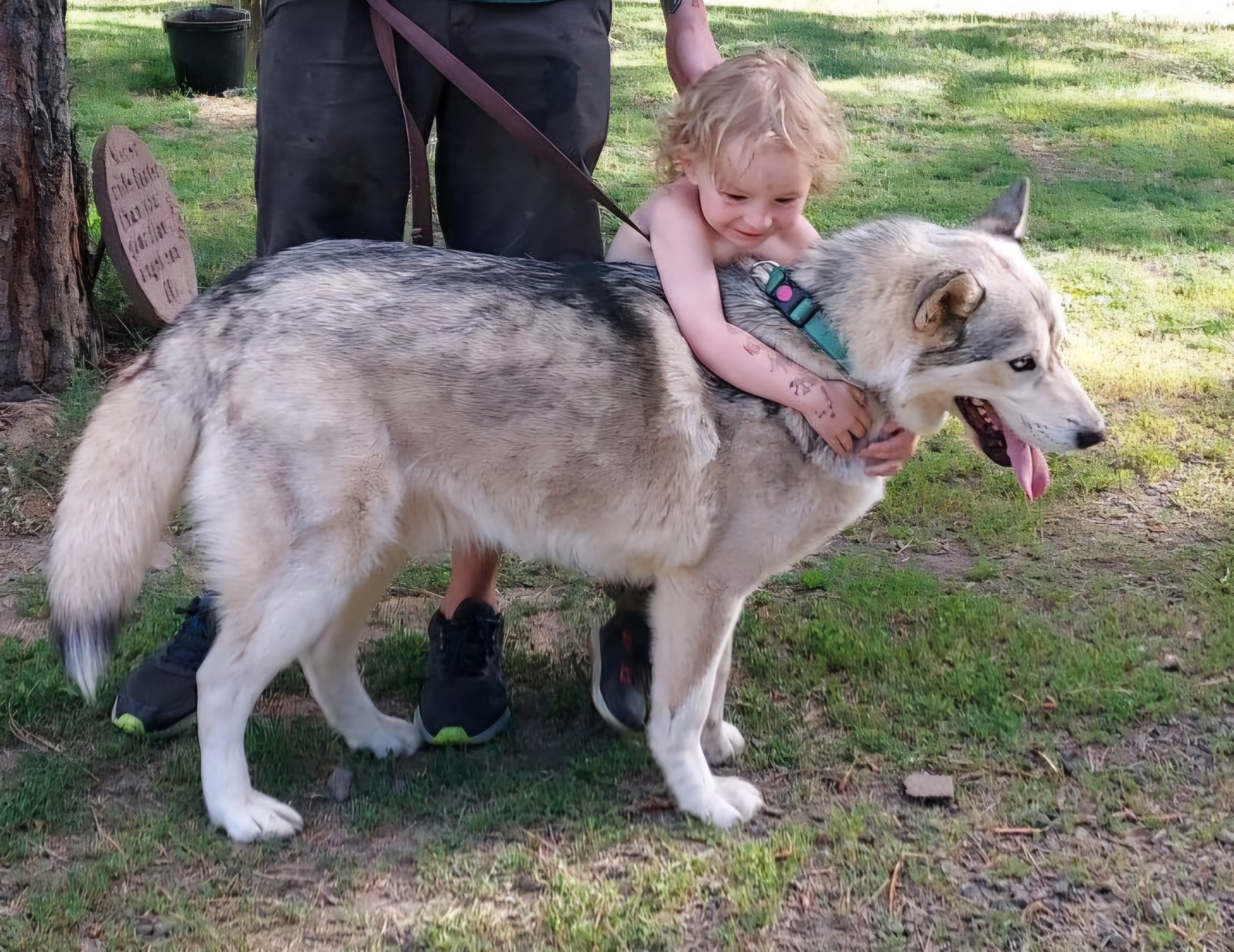 Bradley, an adoptable Husky in Goldendale, WA, 98620 | Photo Image 5