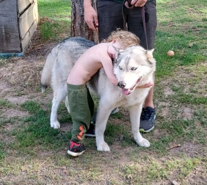 Bradley, an adoptable Husky in Goldendale, WA, 98620 | Photo Image 1
