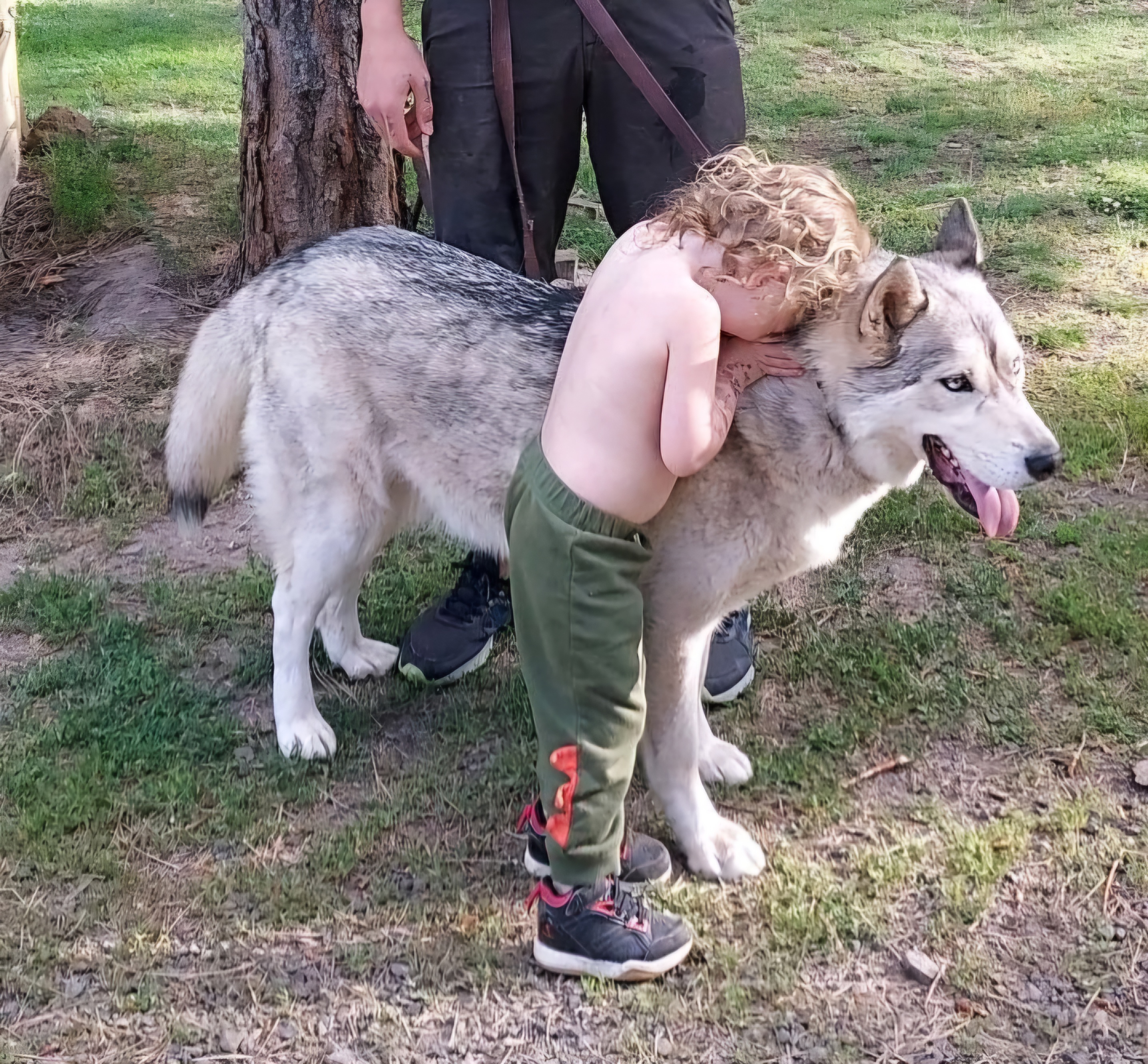 Bradley, an adoptable Husky in Goldendale, WA, 98620 | Photo Image 6