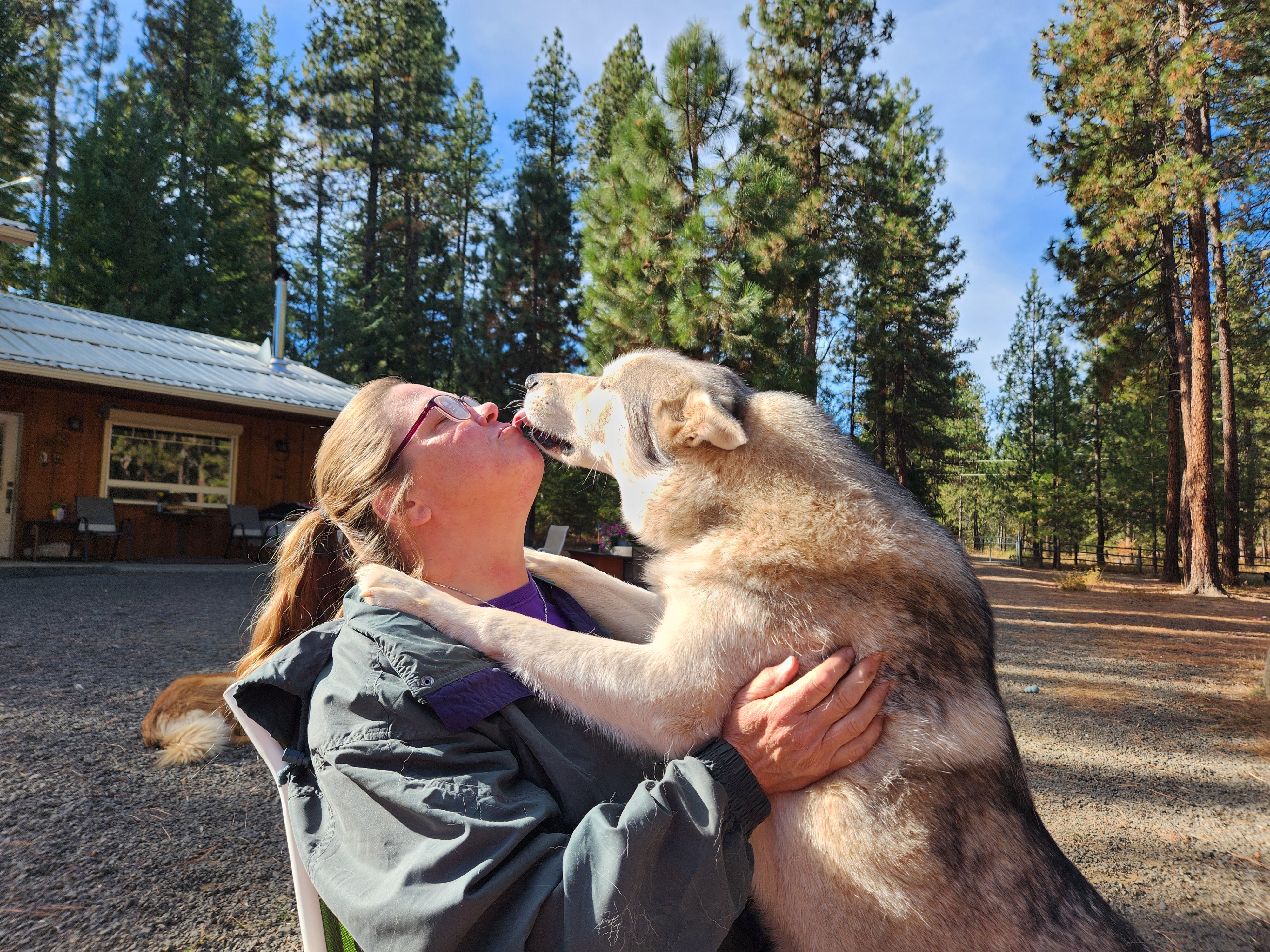 Bradley, an adoptable Husky in Goldendale, WA, 98620 | Photo Image 3