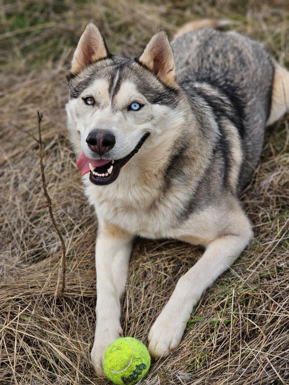 Bradley, an adoptable Husky in Goldendale, WA, 98620 | Photo Image 2