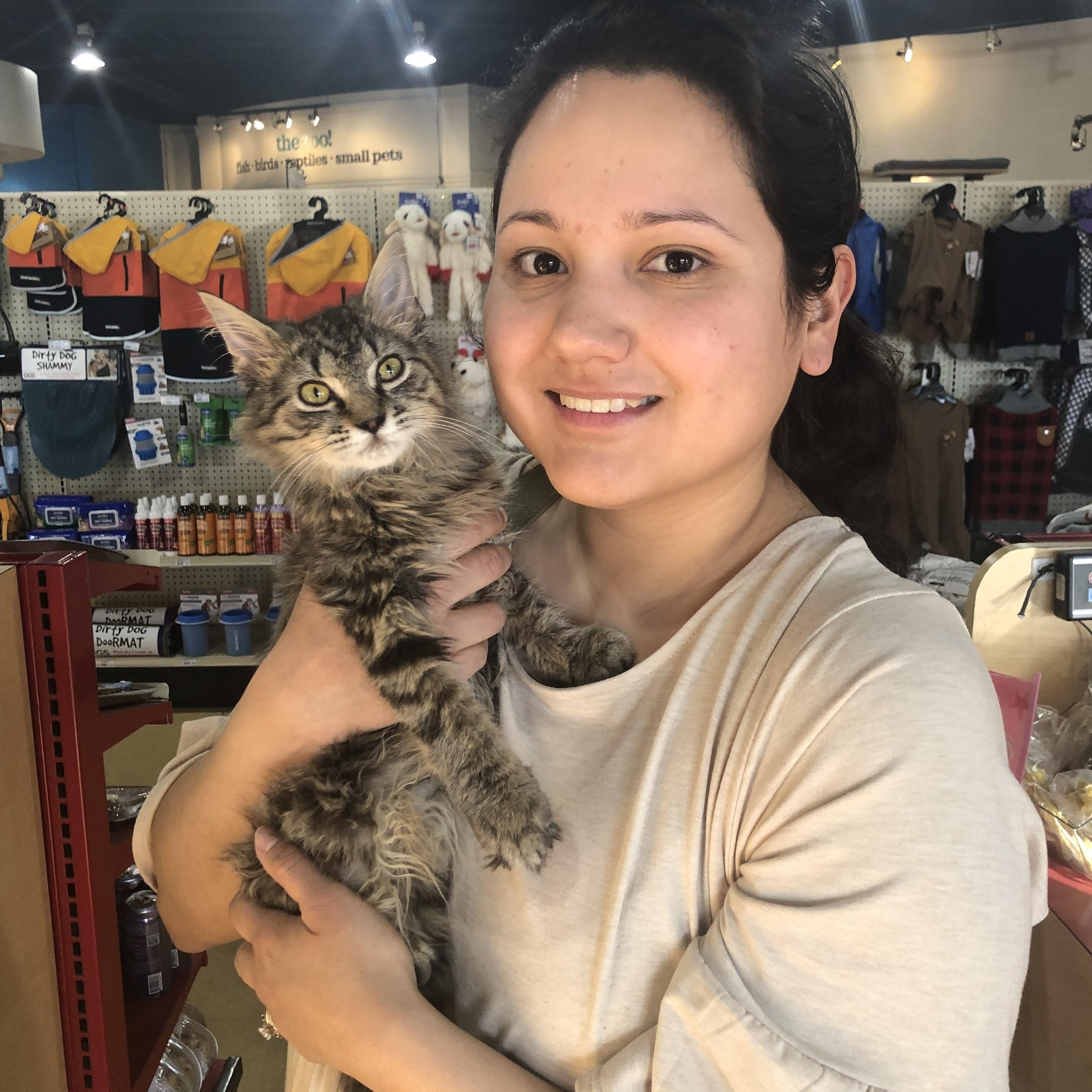 Enlarge Benjamin, an adopted Domestic Long Hair in Louisville, KY image 2/2