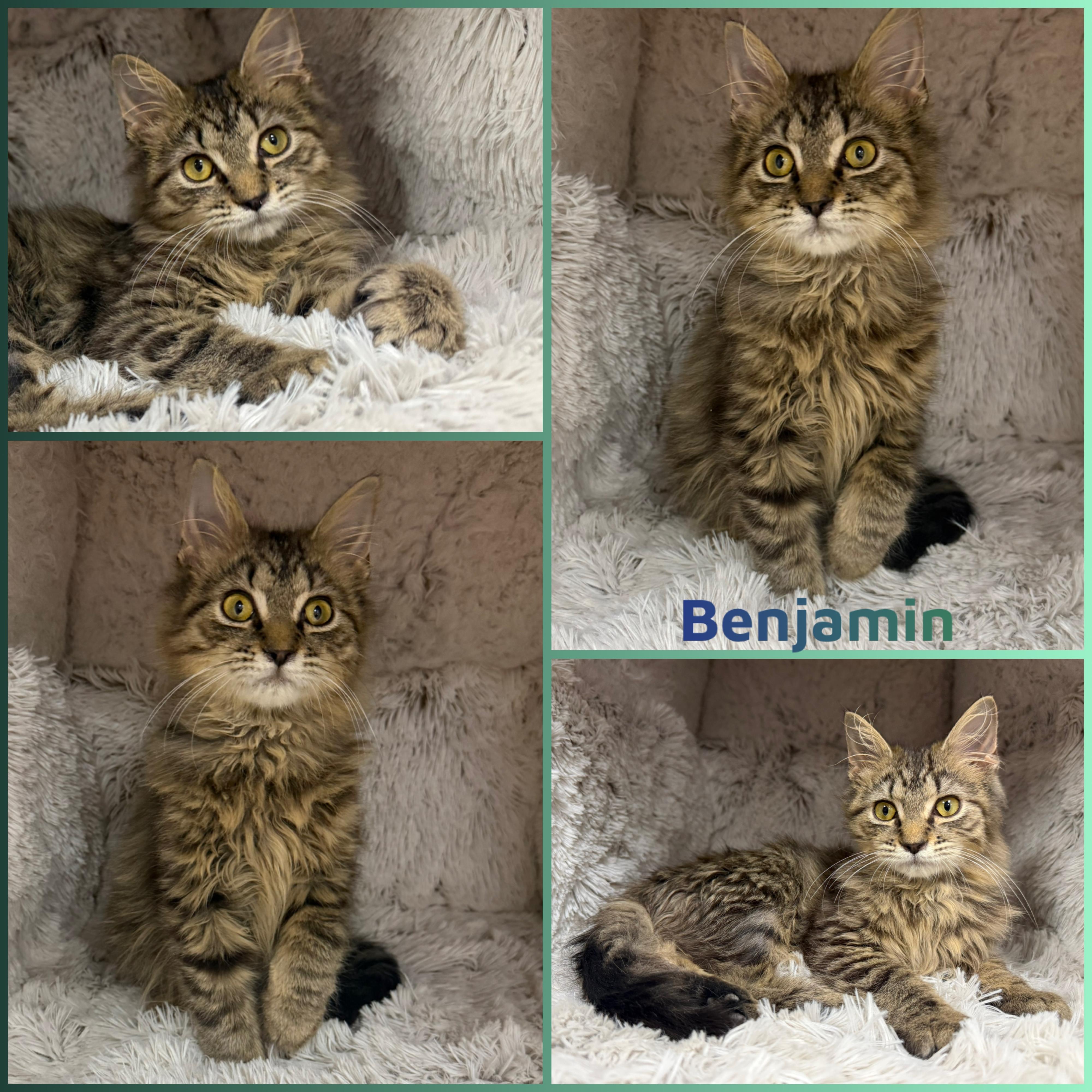 Benjamin, adoptable, Kitten Male Domestic Long Hair.