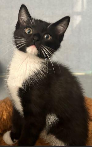 Elmer, Adoptable, Kitten Male Domestic Short Hair.
