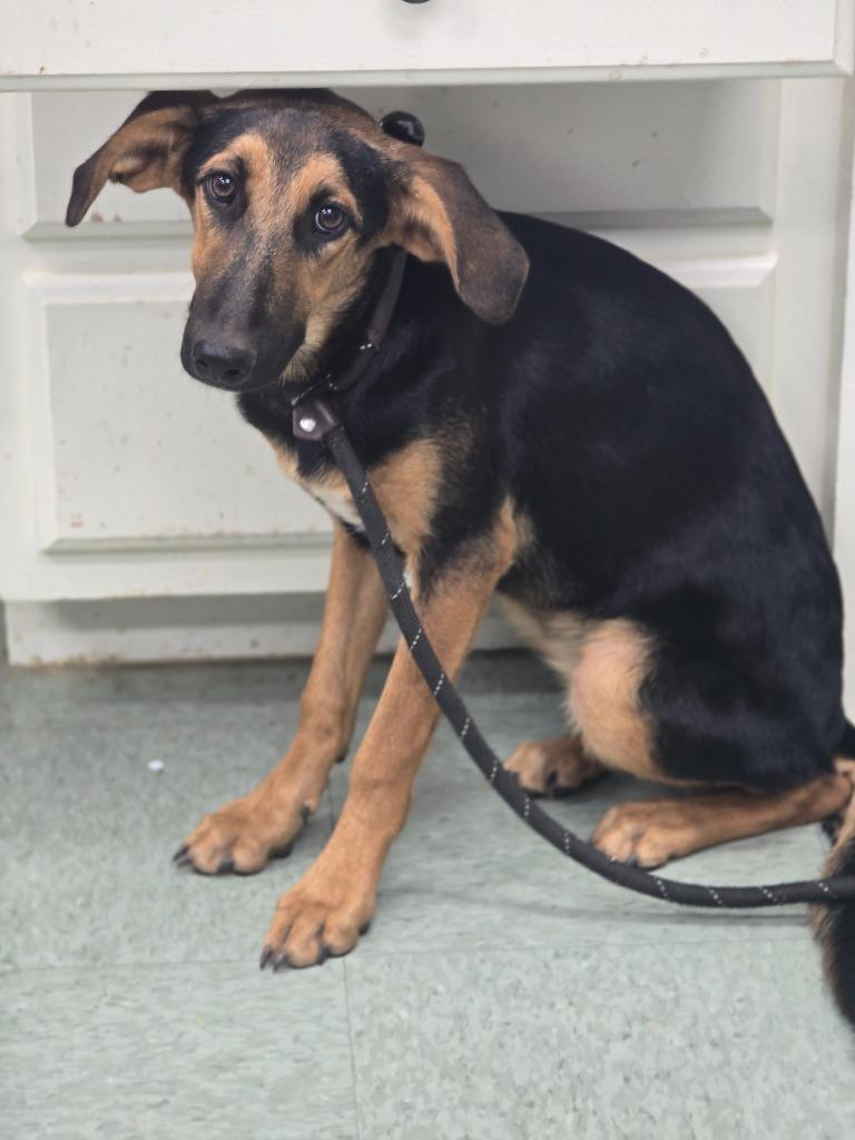 Rainie, Adoptable, Puppy Female Hound & Mixed Breed.