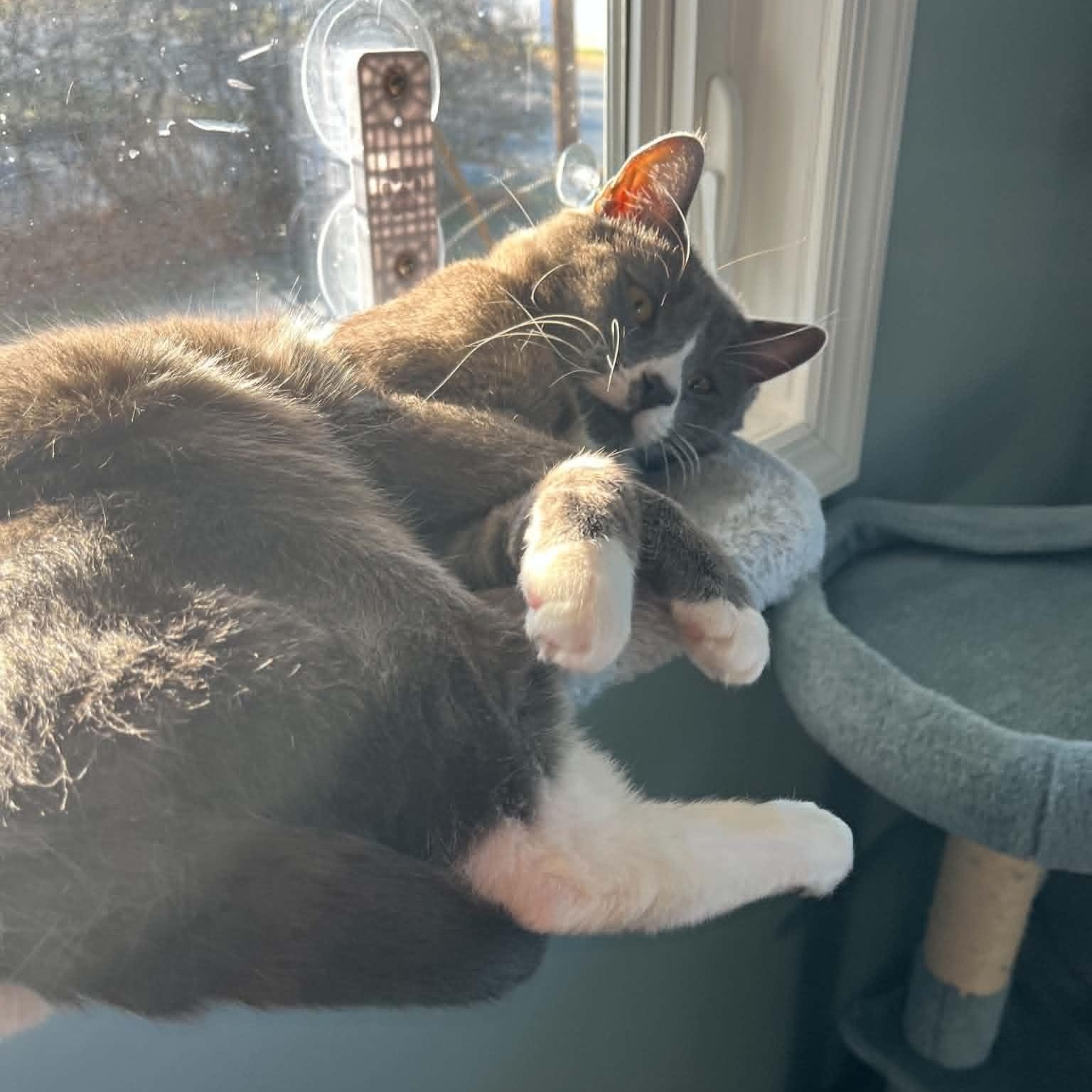 Sir Silvester Storm (FIV), a Adoptable Domestic Short Hair in Brooklyn, NY image 6/6