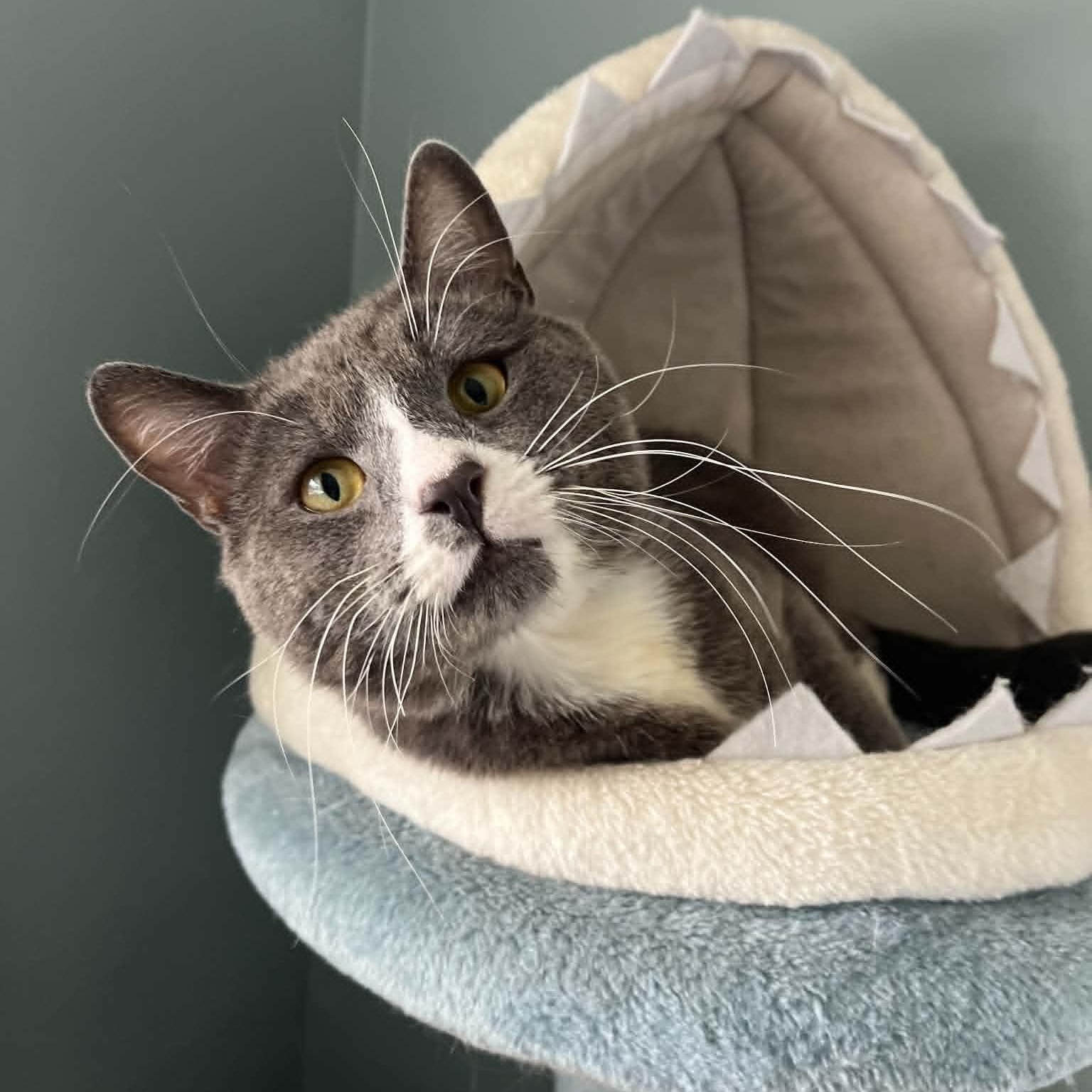 Sir Silvester Storm (FIV), a Adoptable Domestic Short Hair in Brooklyn, NY image 1/6