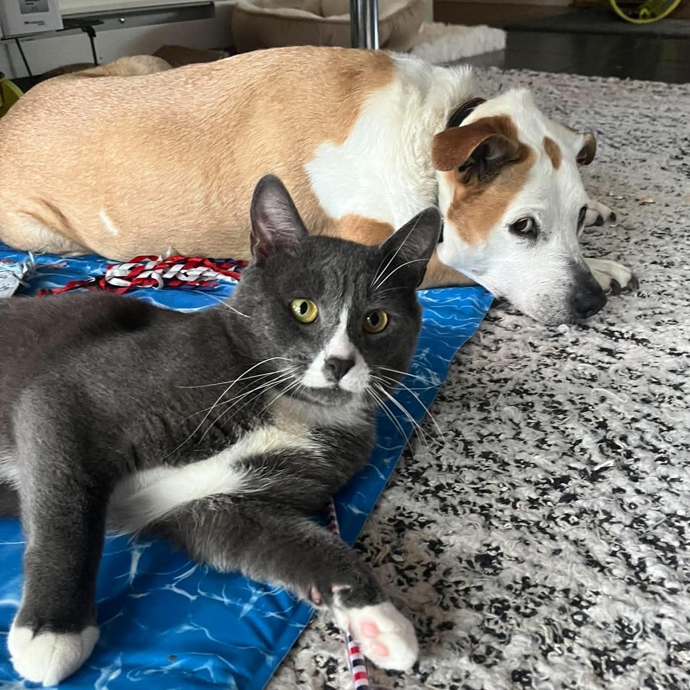 Sir Silvester Storm (FIV), a Adoptable Domestic Short Hair in Brooklyn, NY image 5/6