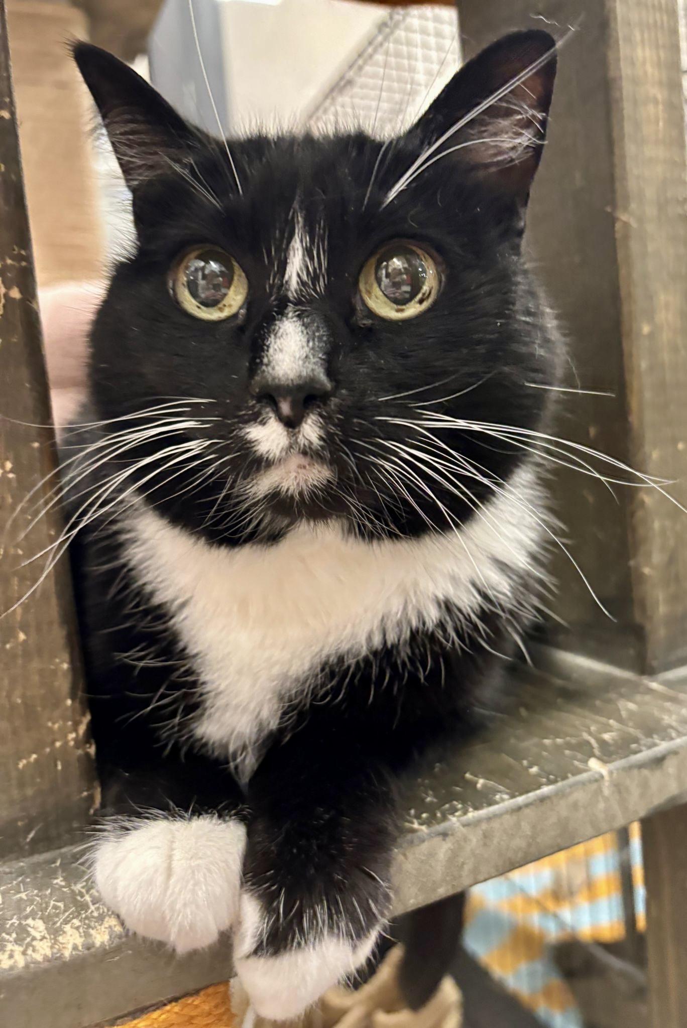 Bella, Adult Female Domestic Short Hair
