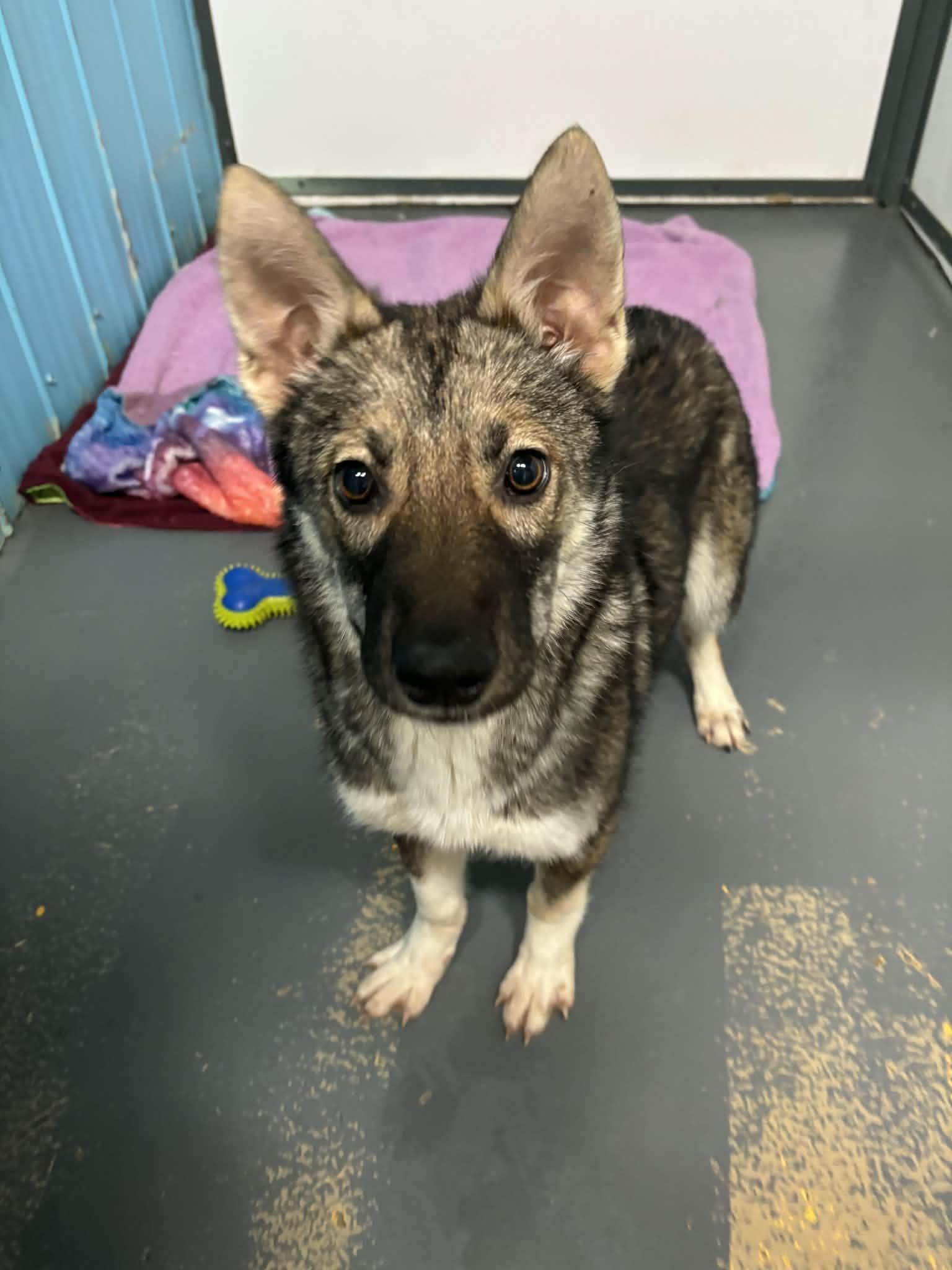 Sarah, Adopted, Young Female German Shepherd Dog.