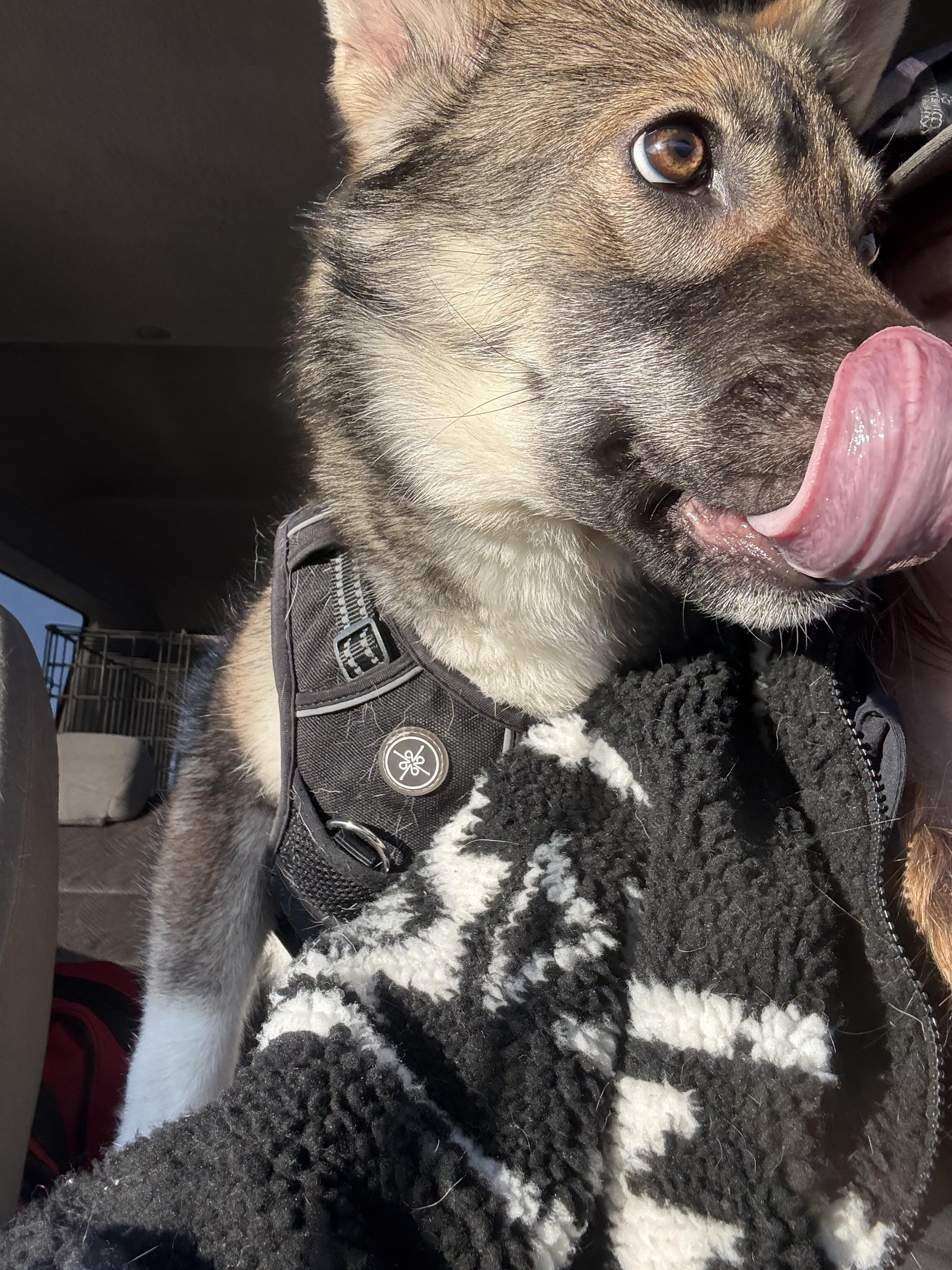 Sarah, Adopted, Young Female German Shepherd Dog.