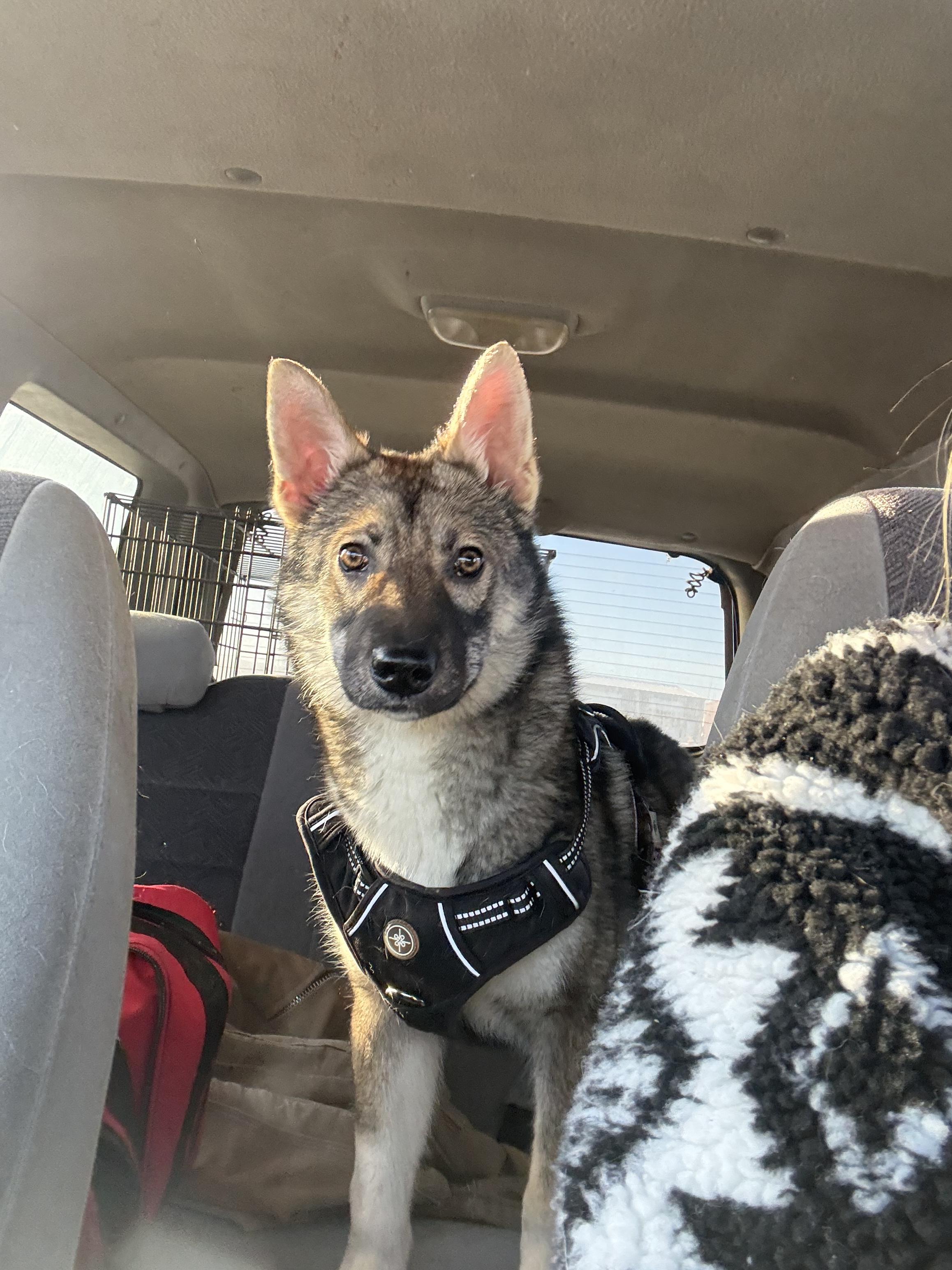 Sarah, a Adopted mixed breed in Crossfield, AB image 3/5