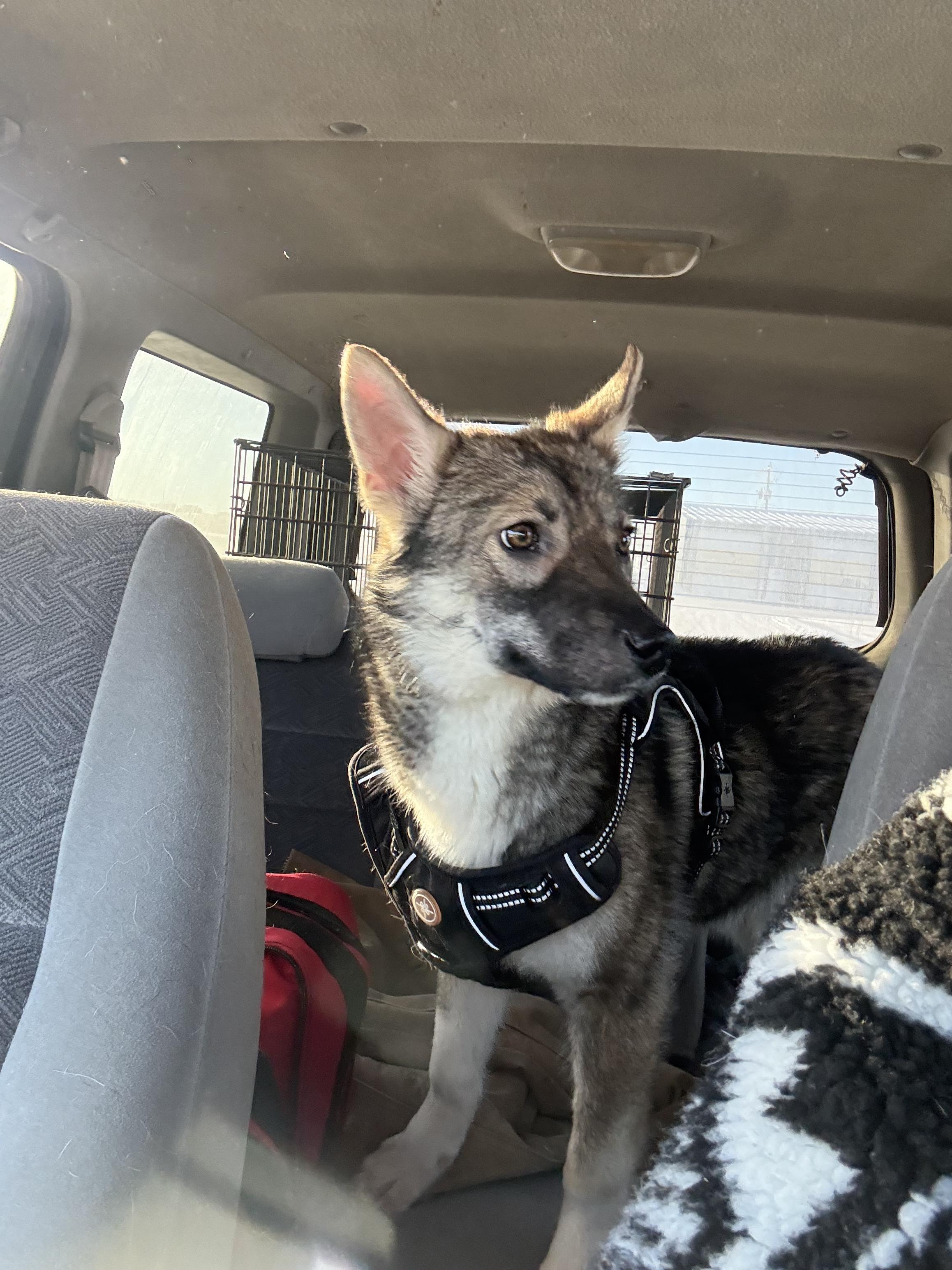 Sarah, a Adopted mixed breed in Crossfield, AB image 4/5