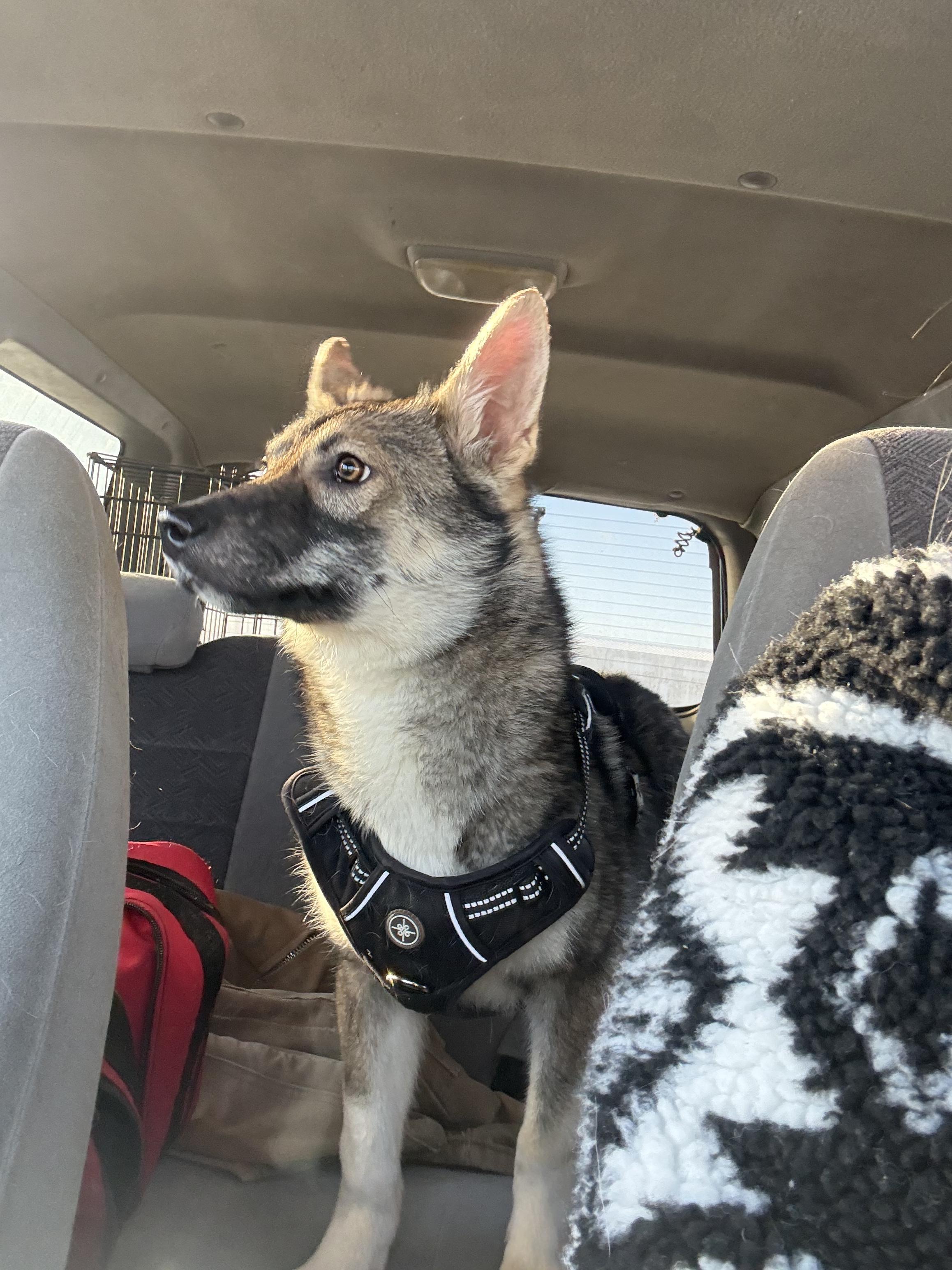 Sarah, a Adopted mixed breed in Crossfield, AB image 5/5