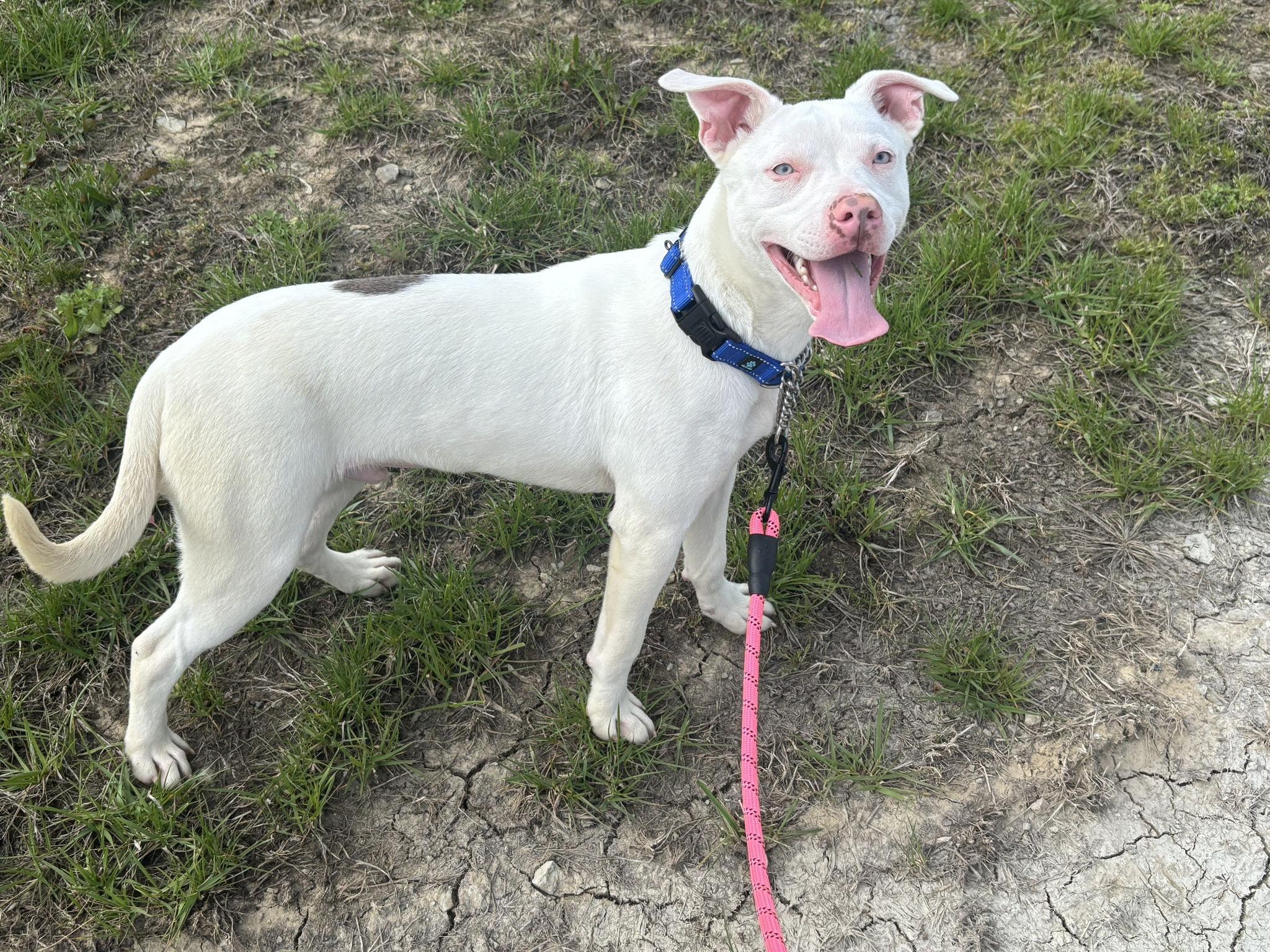 Enlarge Parker, a ADOPTABLE mixed breed in Taylorsville, KY image 2/3