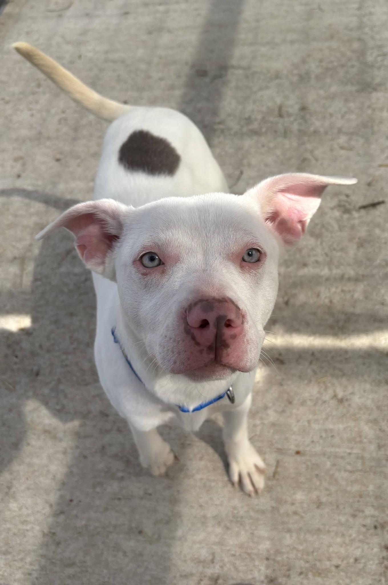 Enlarge Parker, a ADOPTABLE mixed breed in Taylorsville, KY image 3/3