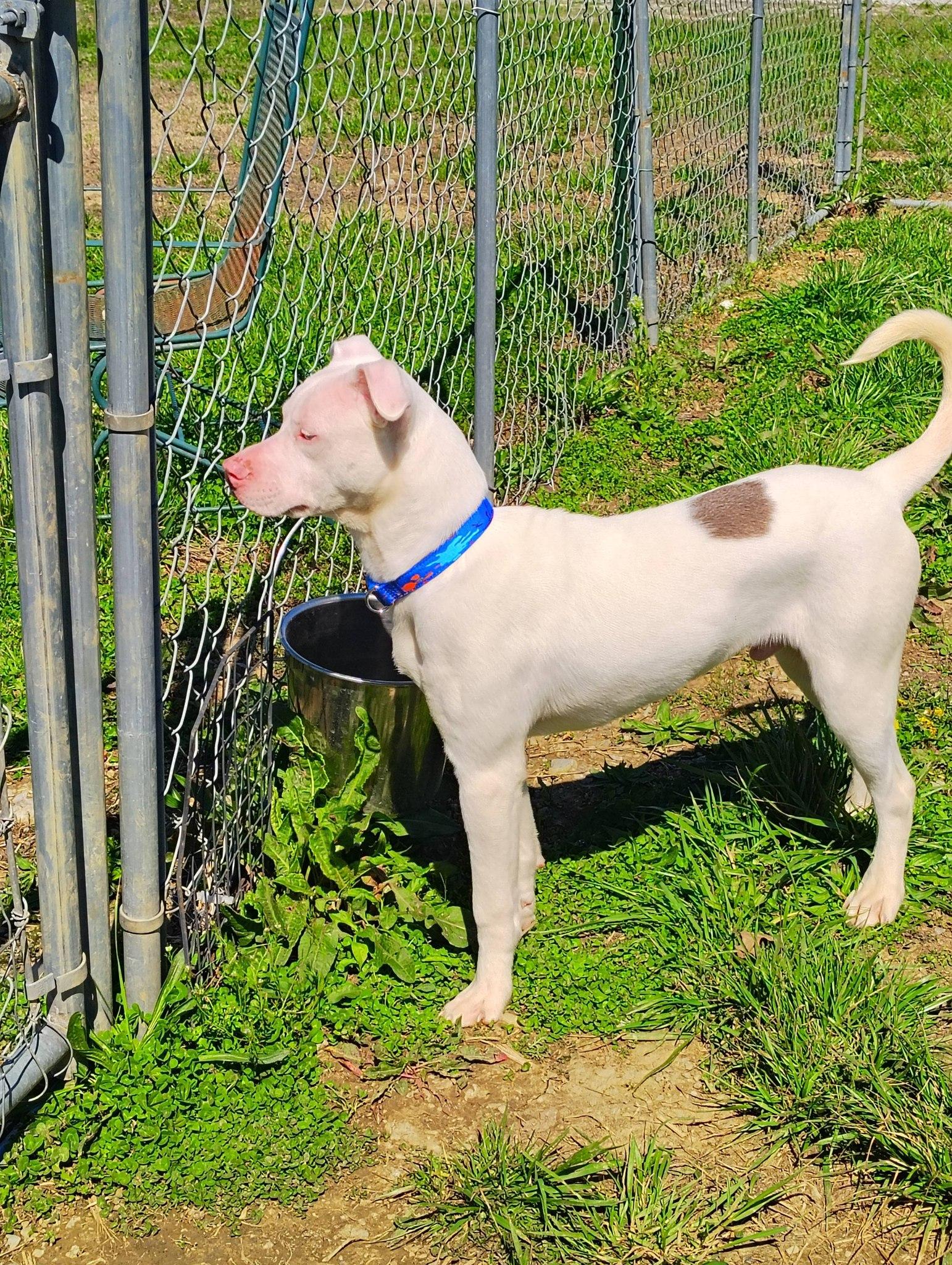 Enlarge Parker, a ADOPTABLE mixed breed in Taylorsville, KY image 1/3