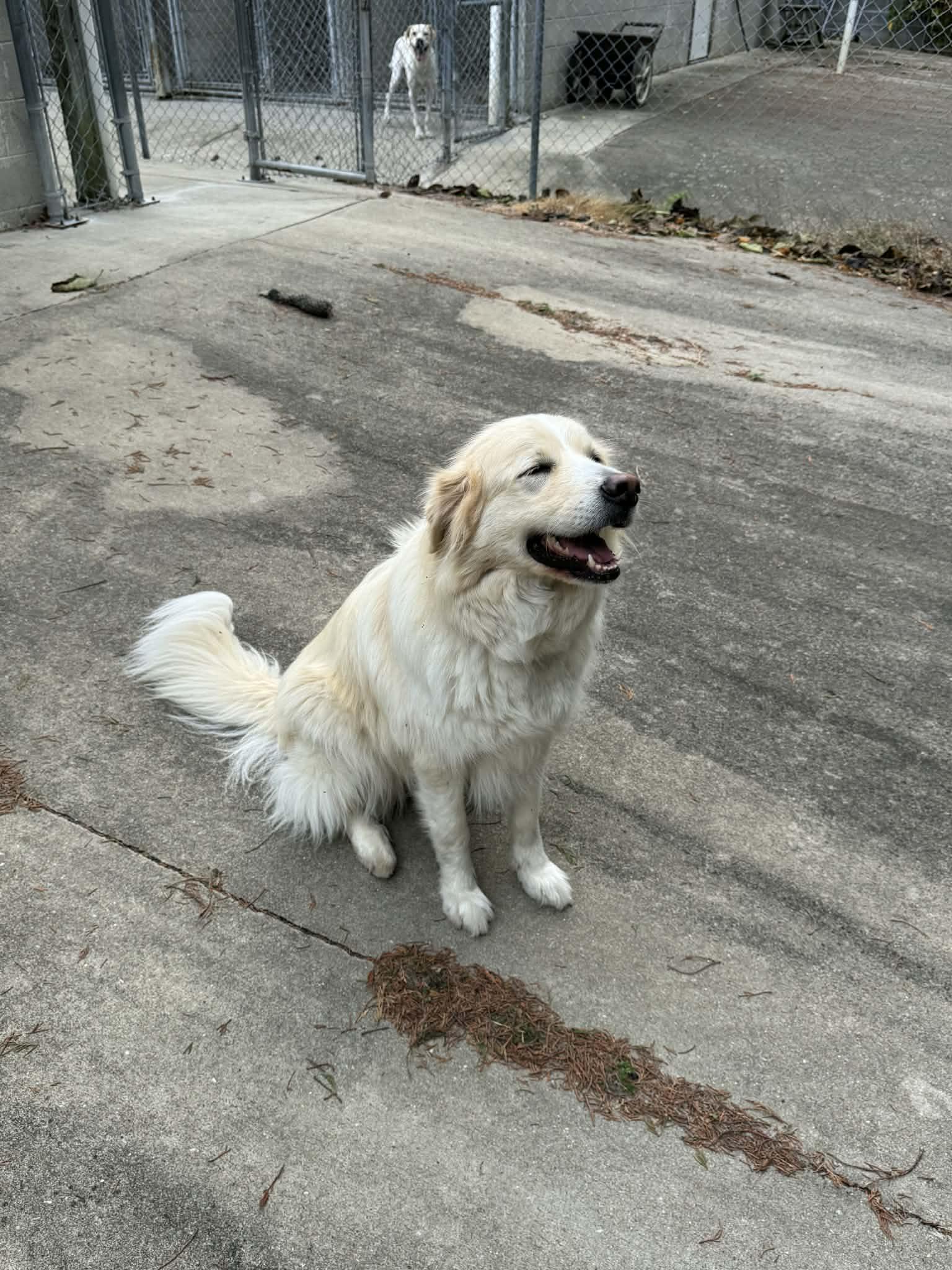 Karley, ADOPTABLE, Adult Female Golden Retriever & Great Pyrenees.