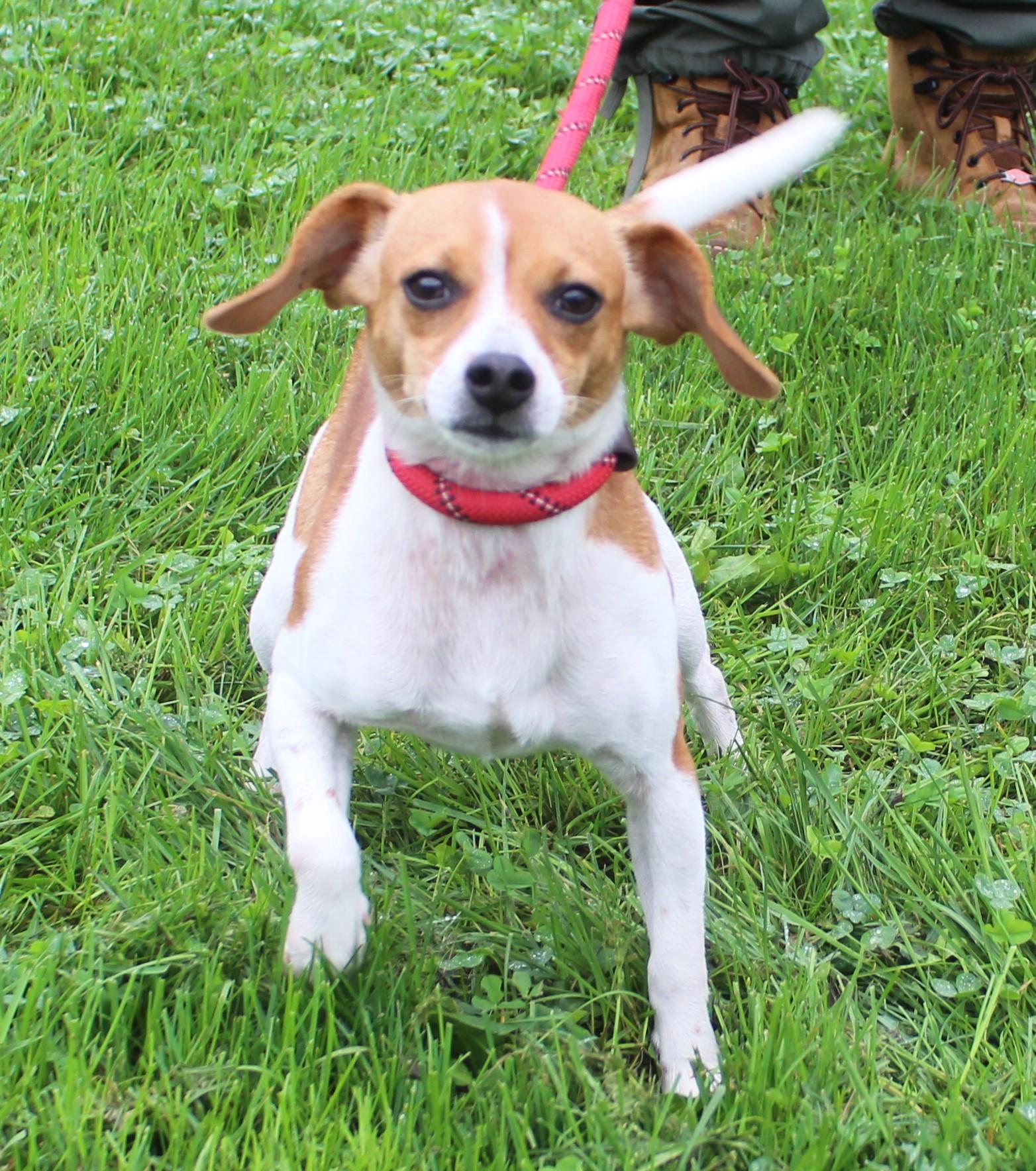 Enlarge Princess Pumpkin Pie Spice (12352), a Adopted mixed breed in Heath, OH image 2/2