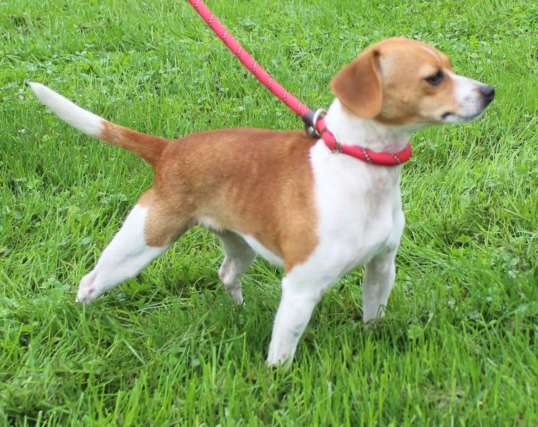 Princess Pumpkin Pie Spice (12352), Adopted, Adult Female Jack Russell Terrier.