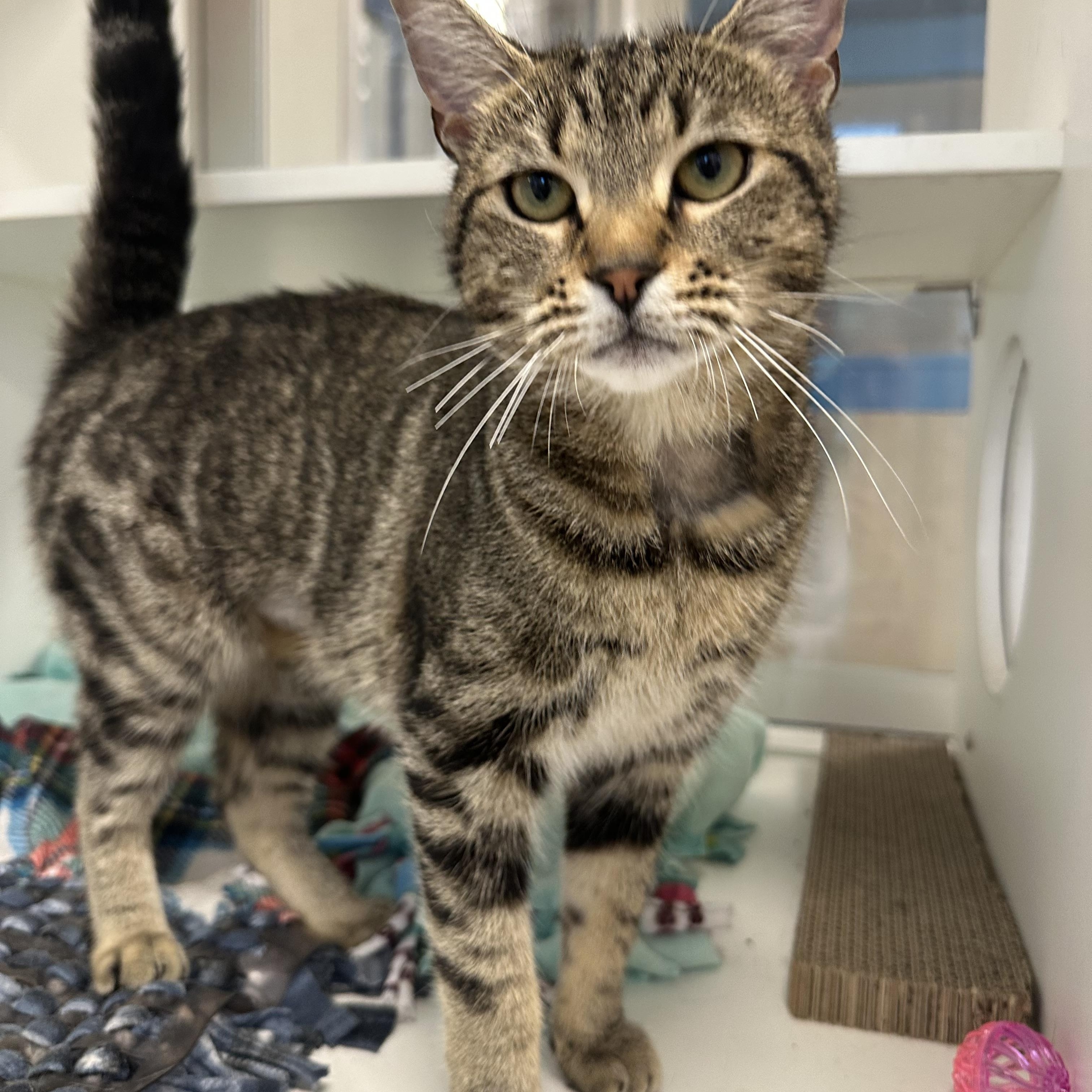Darby (ID 51855), ADOPTABLE, Young Female Domestic Short Hair.