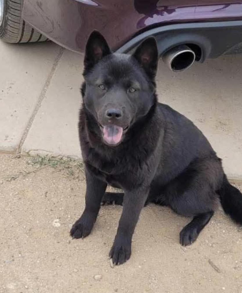 Micah, a Adoptable Chow Chow in Levelland, TX image 1/6