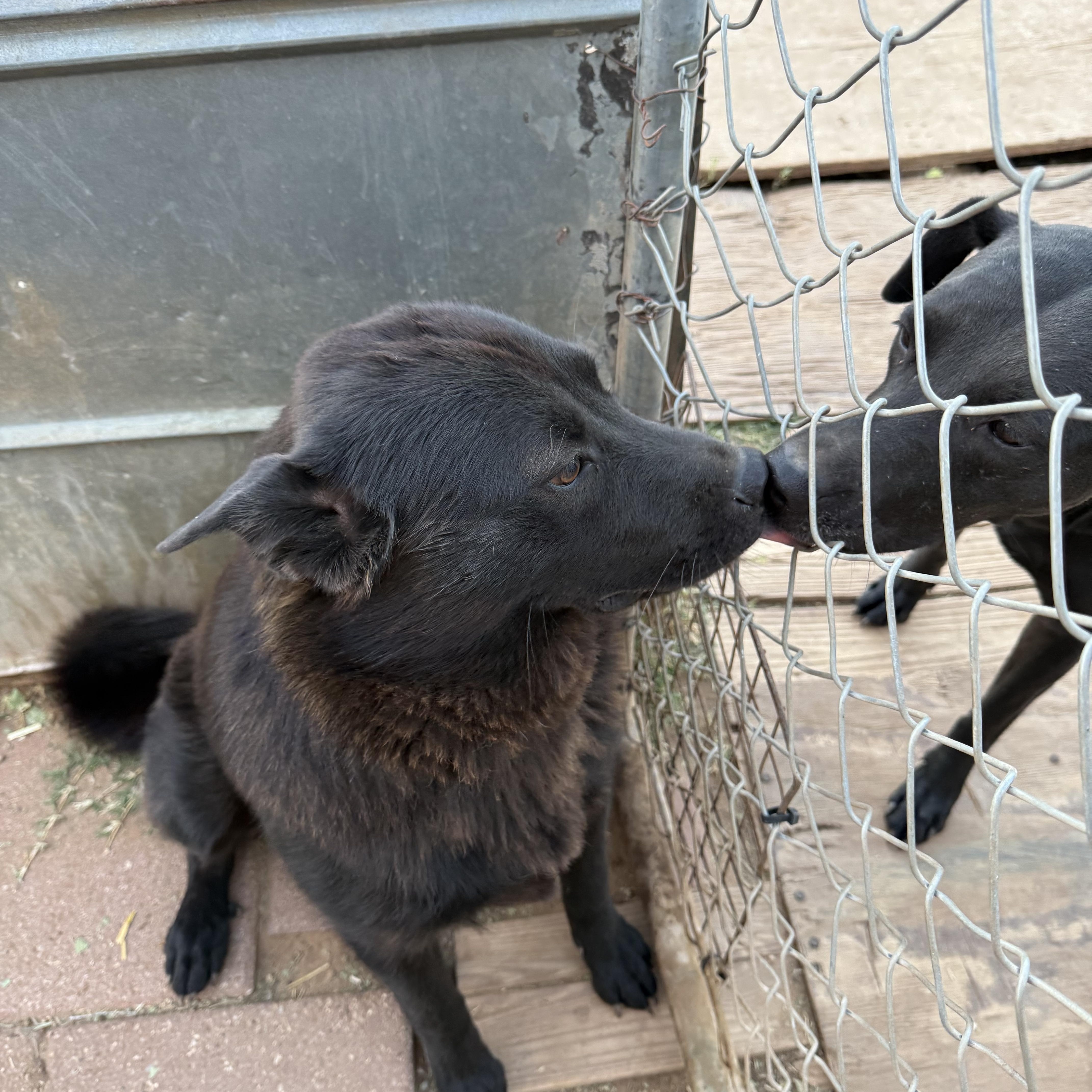 Micah, a Adoptable Chow Chow in Levelland, TX image 2/6