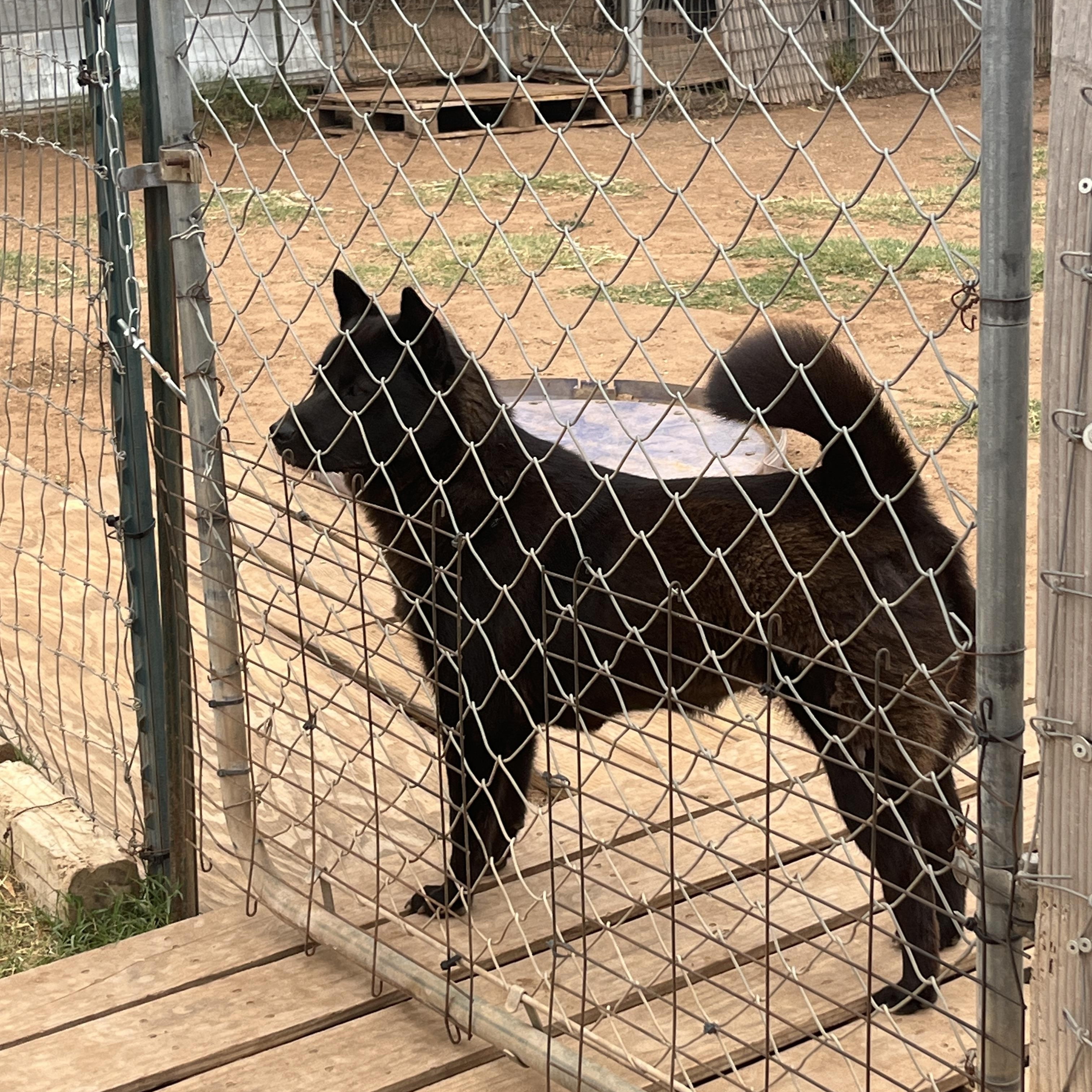 Micah, a Adoptable Chow Chow in Levelland, TX image 4/6
