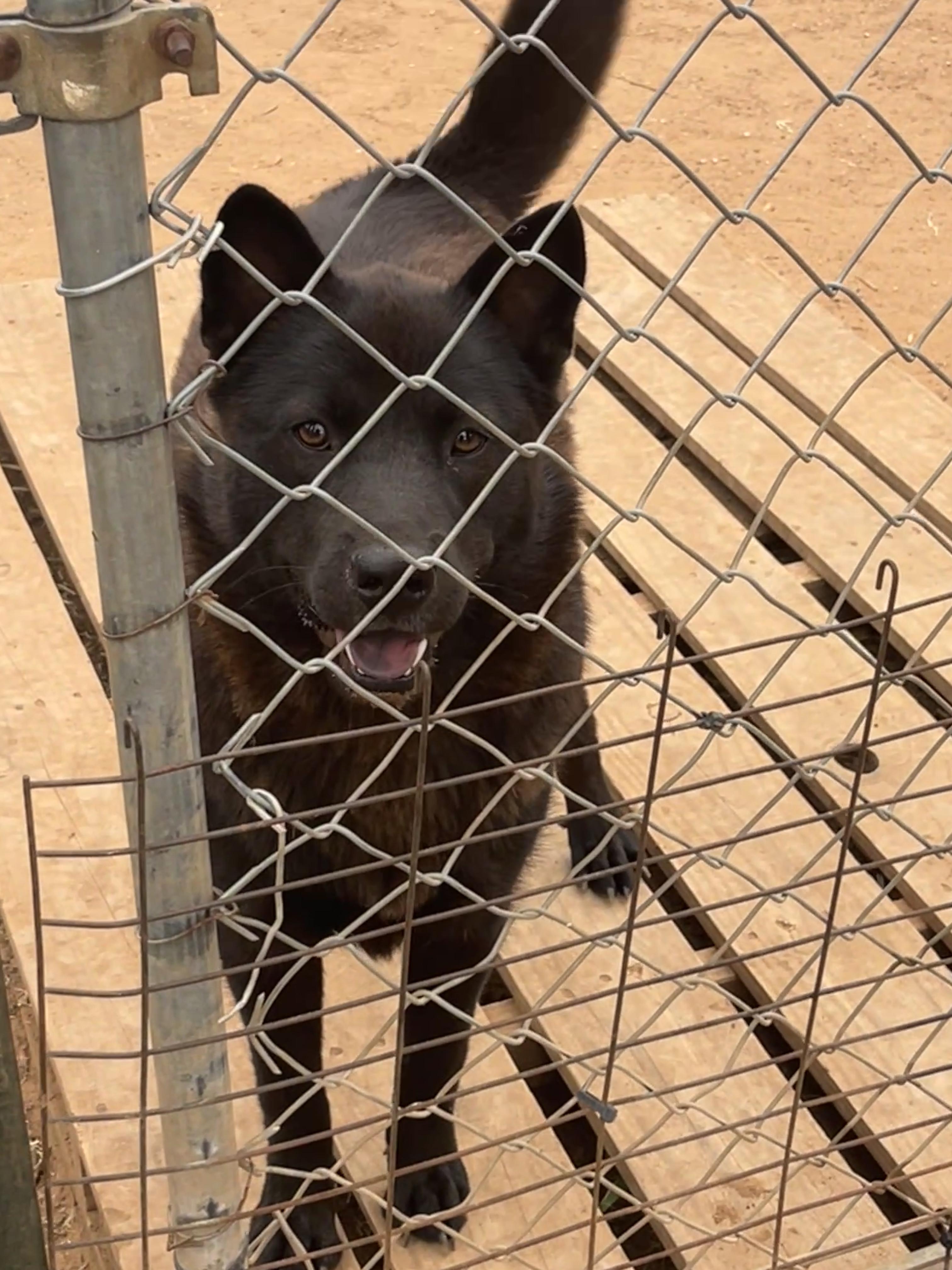 Micah, a Adoptable Chow Chow in Levelland, TX image 6/6